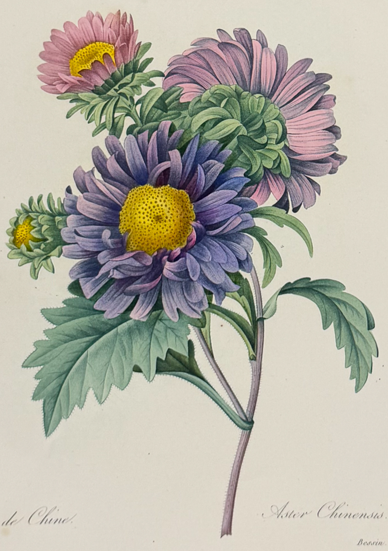 Redoute, Choix, Rare Folio - Chinese Aster [Aster Chinensis]