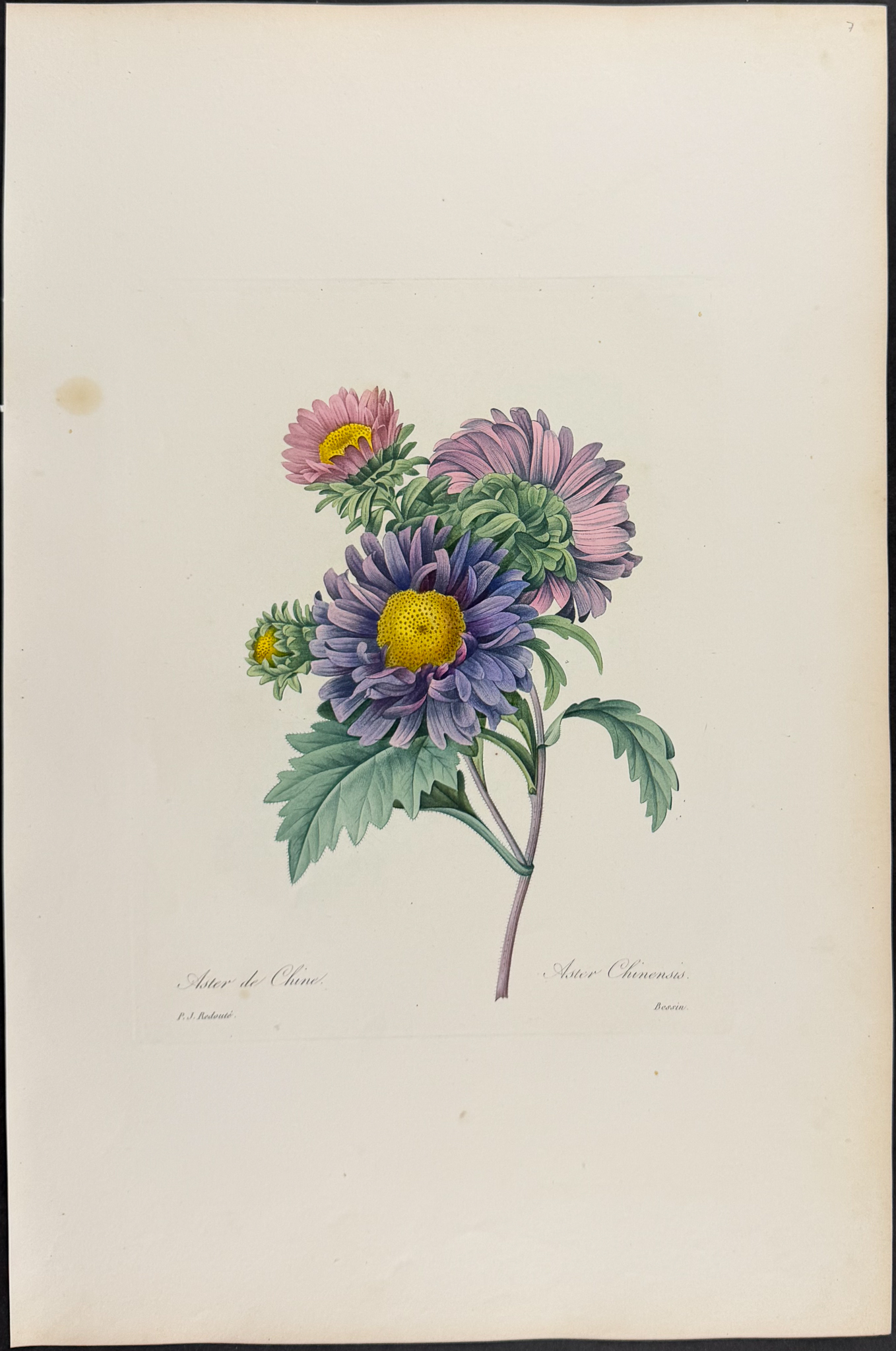 Redoute, Choix, Rare Folio - Chinese Aster [Aster Chinensis]