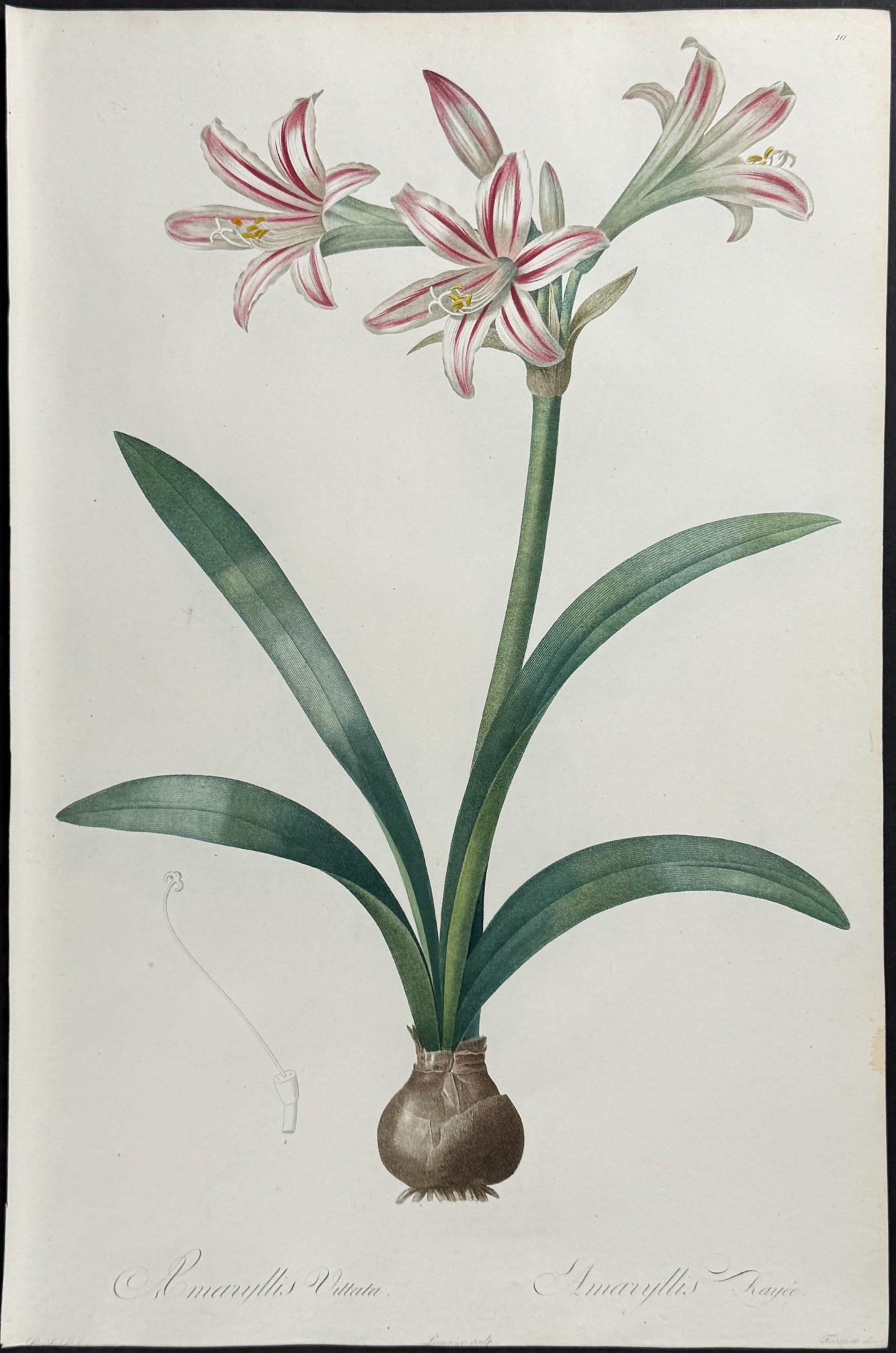 Redoute, Folio - Red Giant Amaryllis (Amaryllis Vittata)