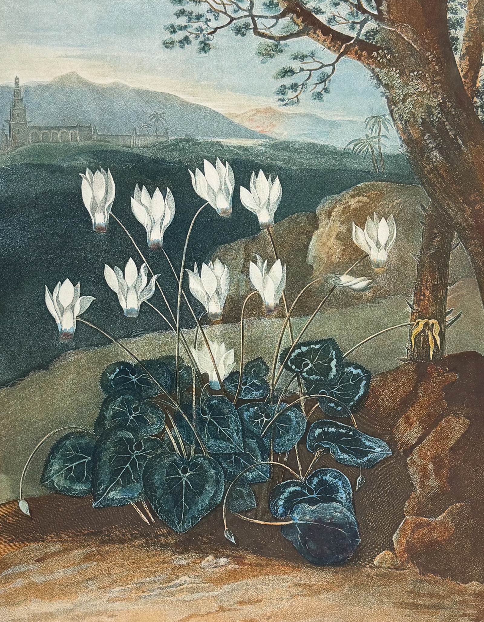 Thornton, Folio - The Persian Cyclamen