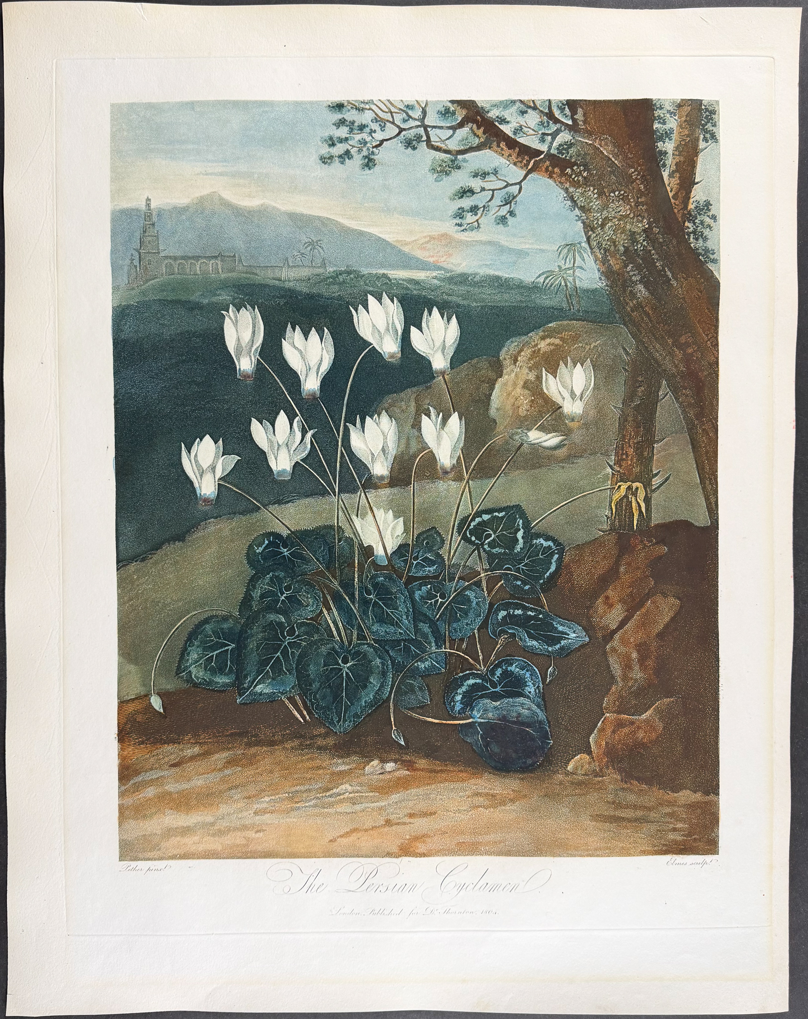 Thornton, Folio - The Persian Cyclamen