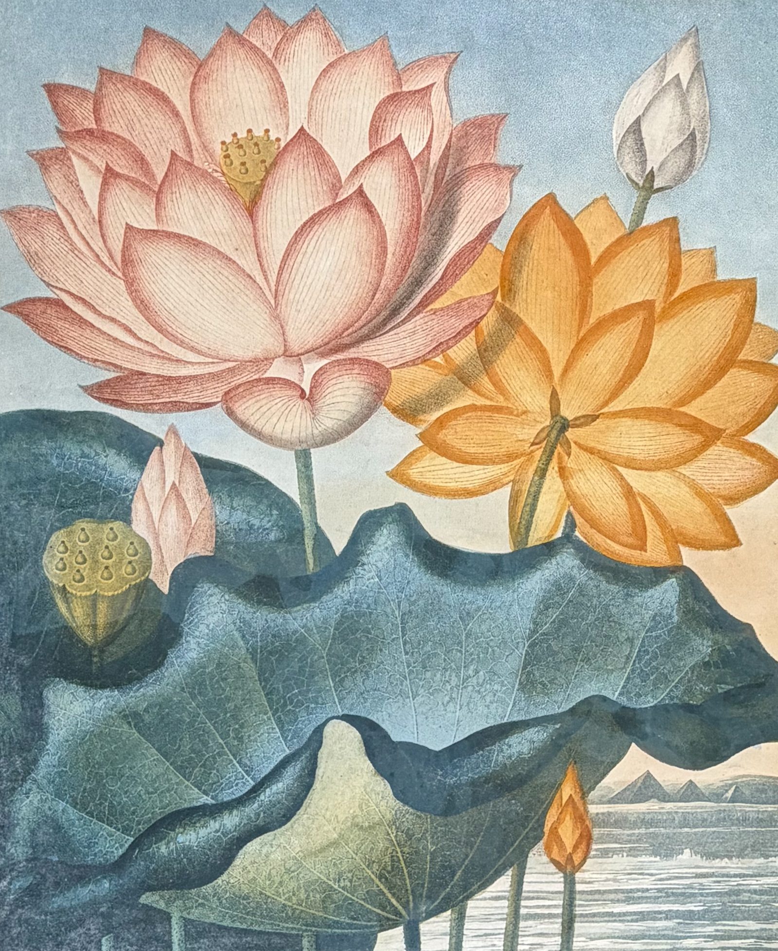 Thornton, Folio - The Sacred Egyptian Bean (Water Lily)