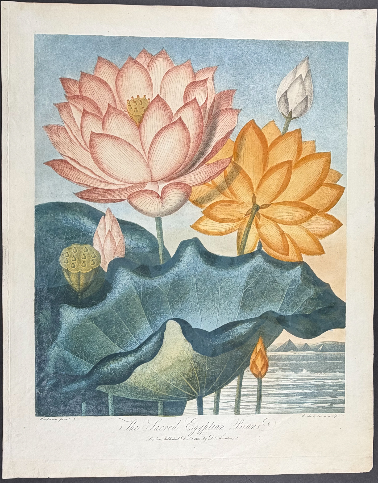 Thornton, Folio - The Sacred Egyptian Bean (Water Lily)