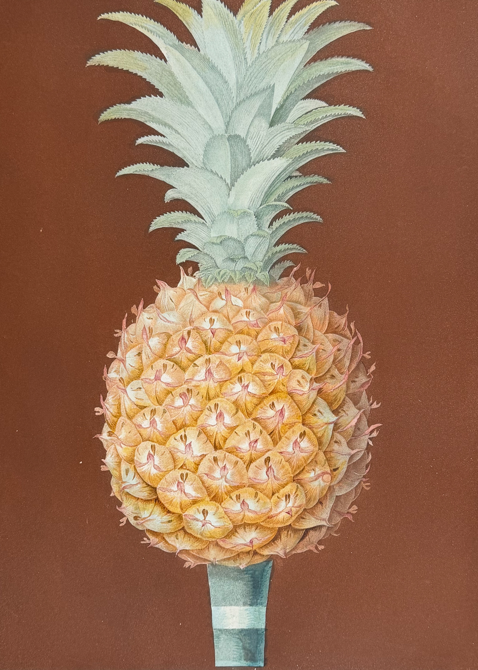 Brookshaw, Folio - Pineapple. 55