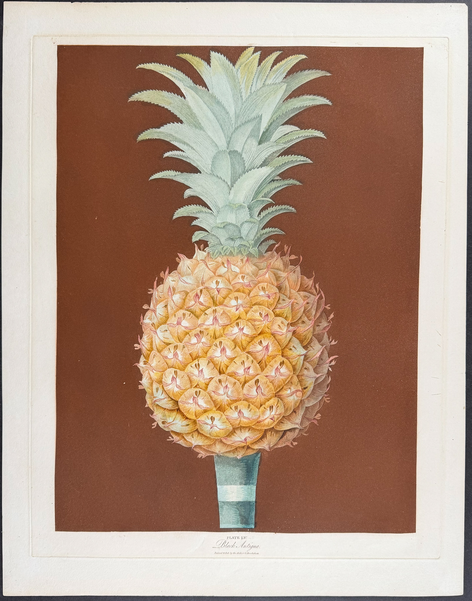 Brookshaw, Folio - Pineapple. 55