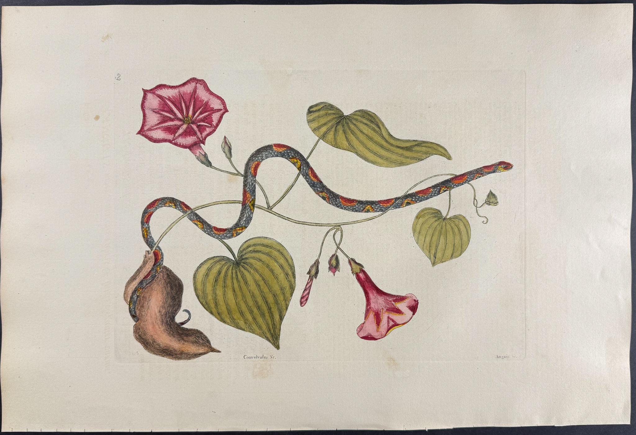 Catesby, Folio - Bead Snake (Corn Snake) with Virginia Potato (Sweet Potato). 2-60
