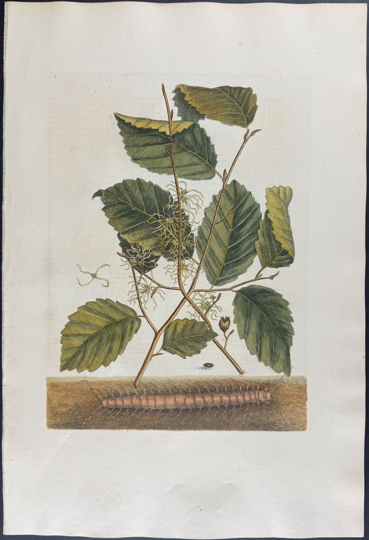 Catesby, Folio - Centipede with Witch Hazel. Sup-2