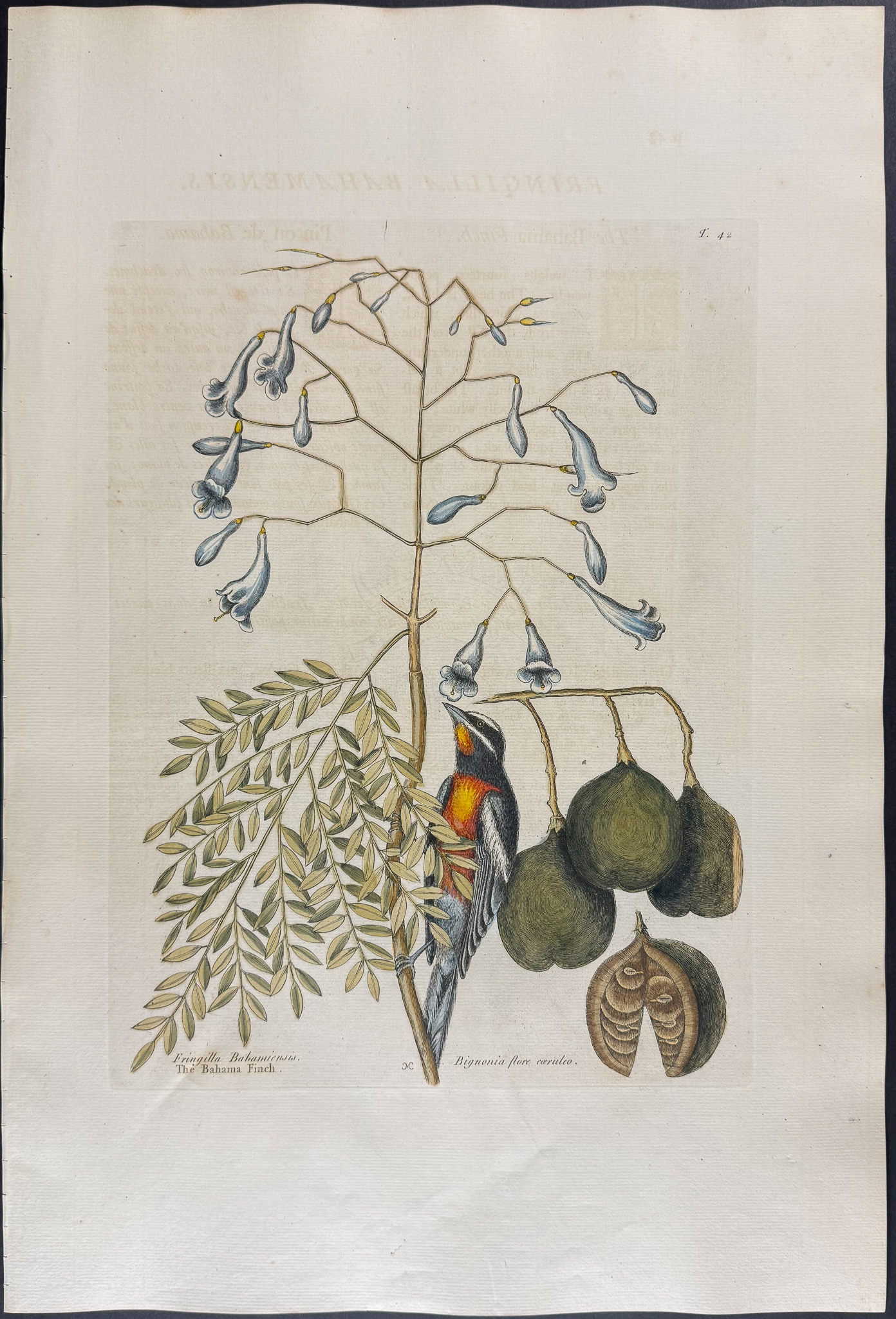 Catesby, Folio - Bahama Finch with Broadleaved Guajacum with Blue Flowers. 1-42