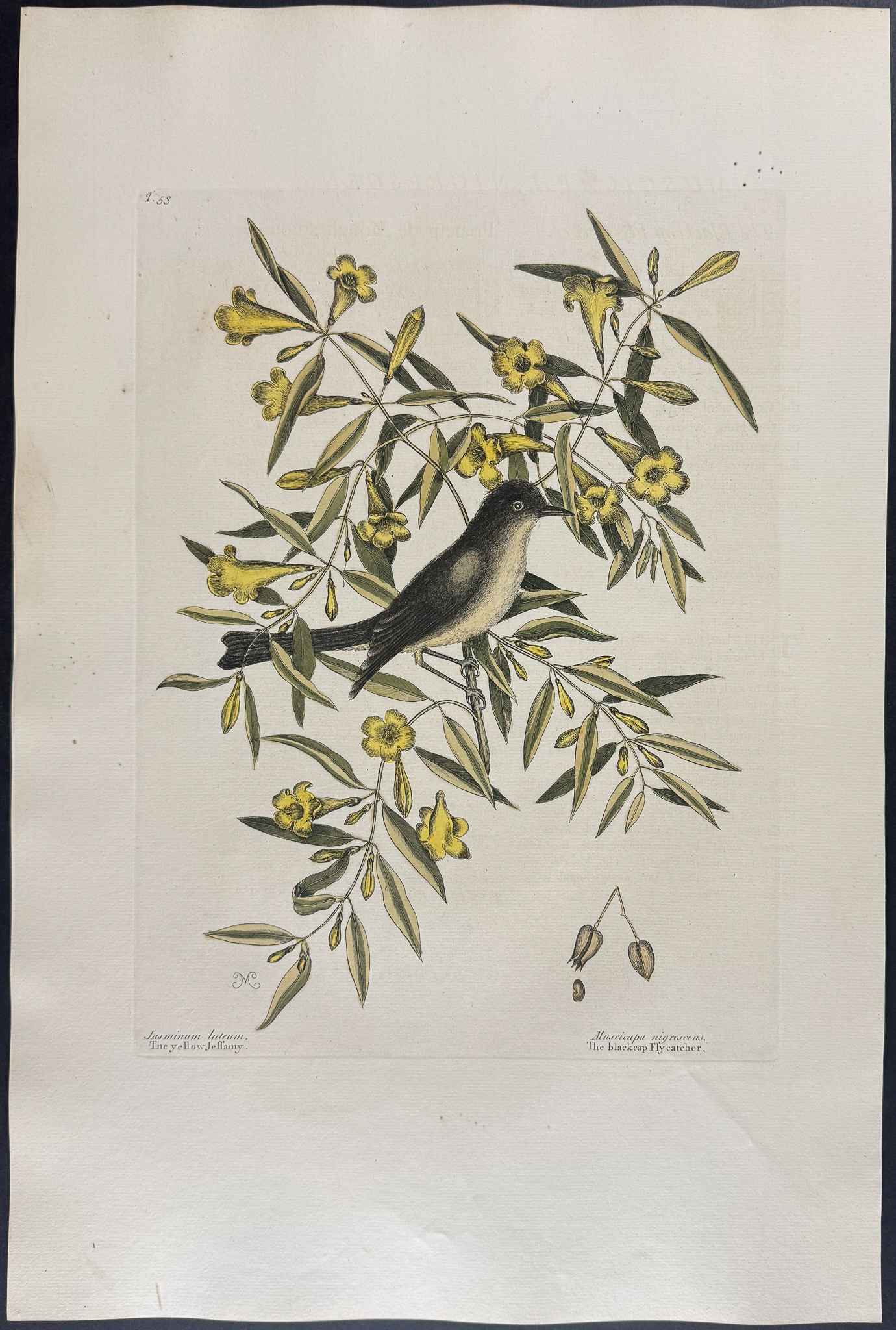 Catesby, Folio - Blackcap Flycatcher. 1-53