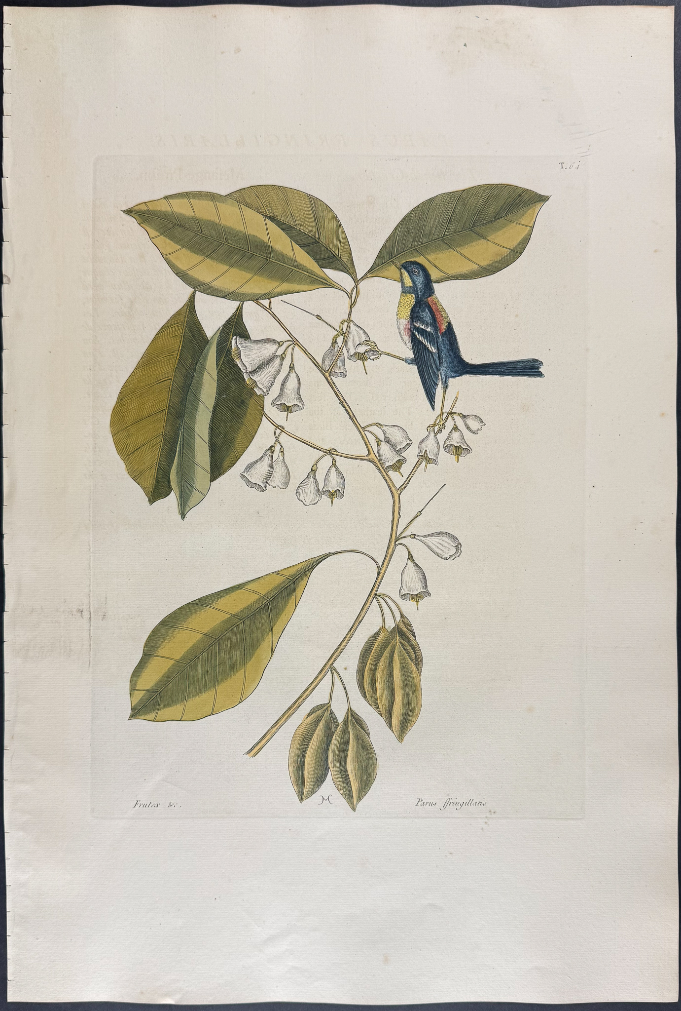 Catesby, Folio - Finch Creeper. 1-64
