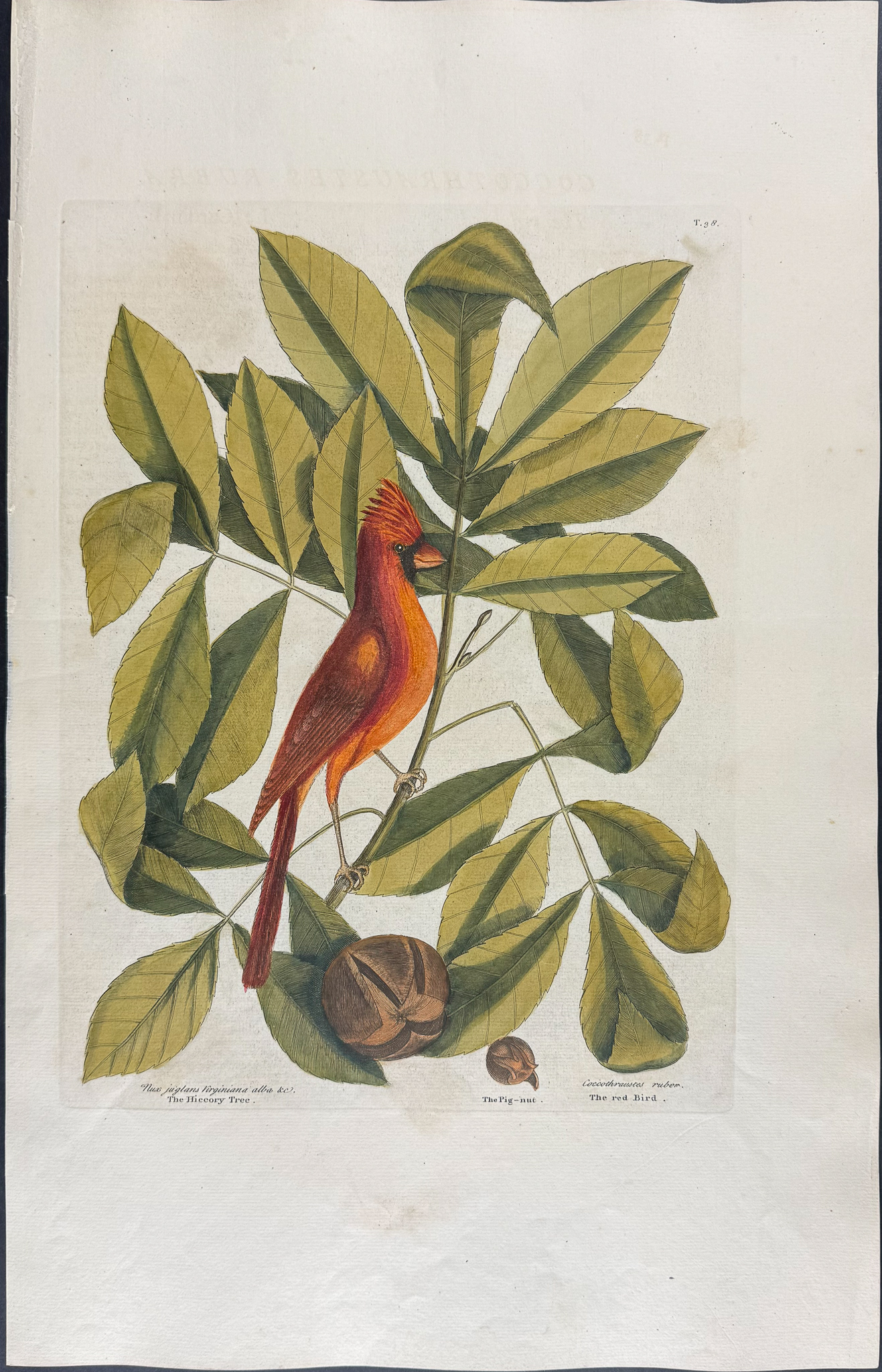 Catesby, Folio - Cardinal or Red Bird with Hiccory Tree & Pignut Tree. 1-38