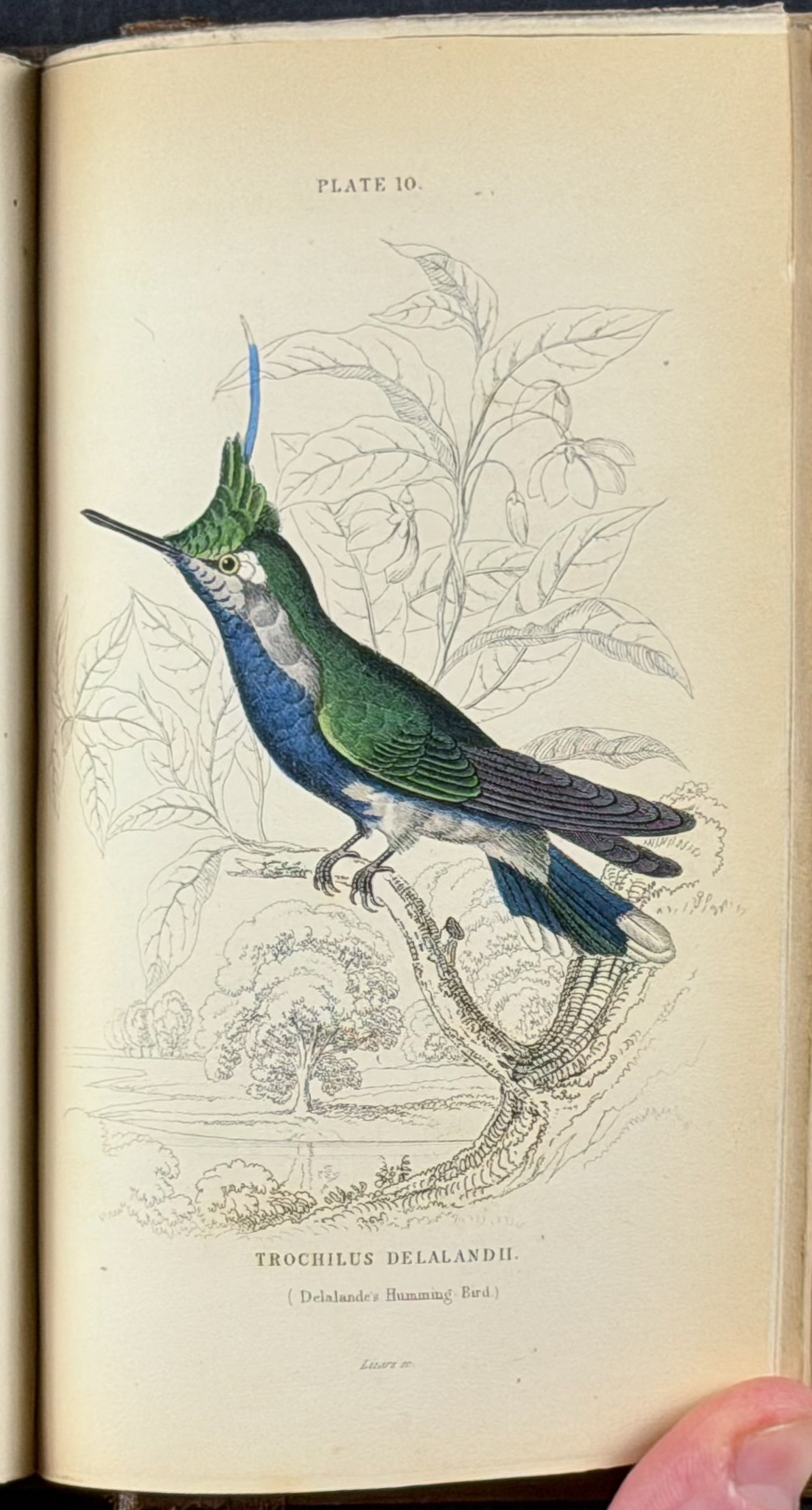 Jardine's Hummingbirds - Two Volumes with 63 Originally Hand-colored Engravings