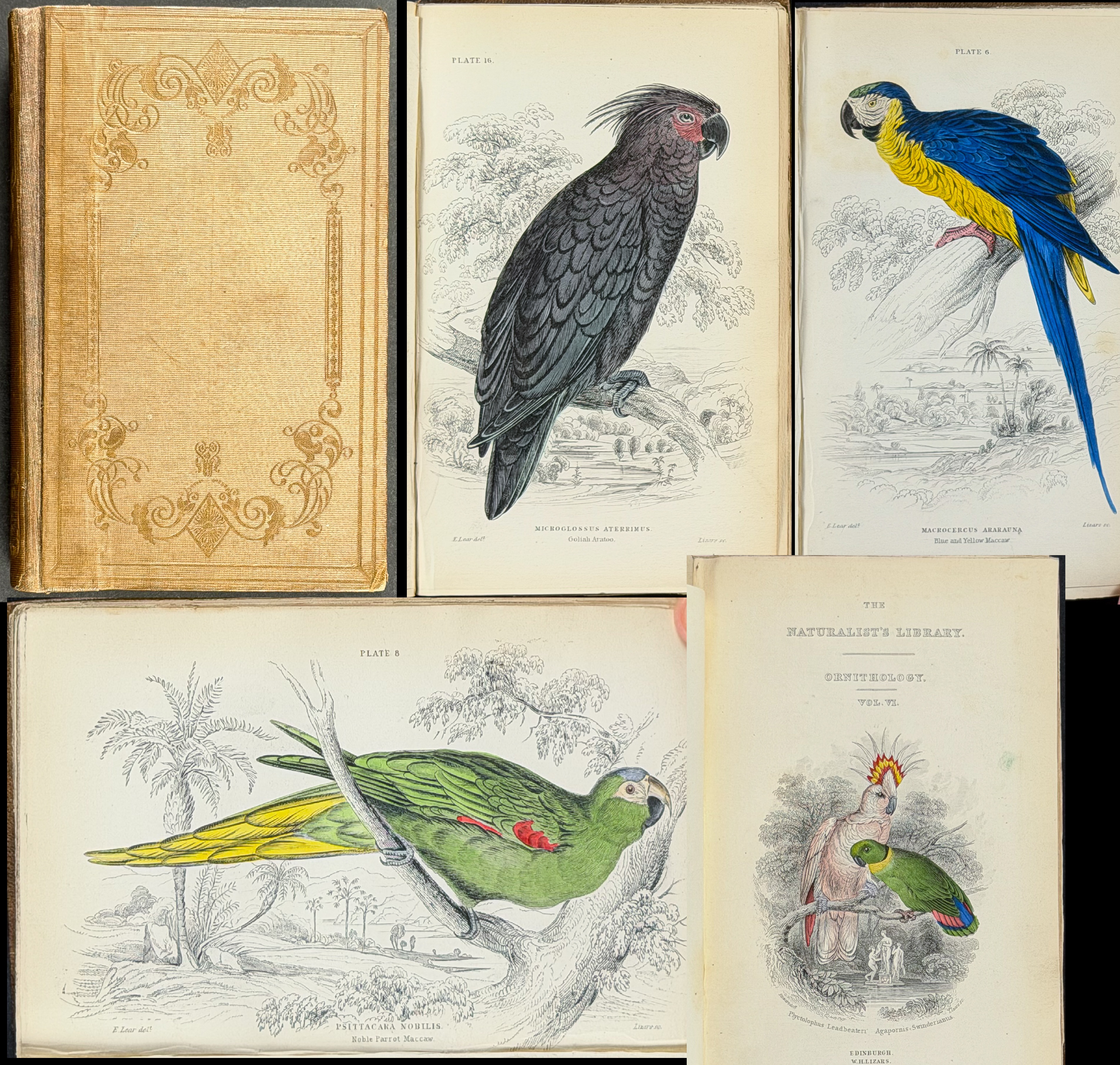 Jardine's The Naturalist's Library - Volume 6 with 30 Originally Hand-colored Engravings of Parrots, Cockatoos, & Macaws