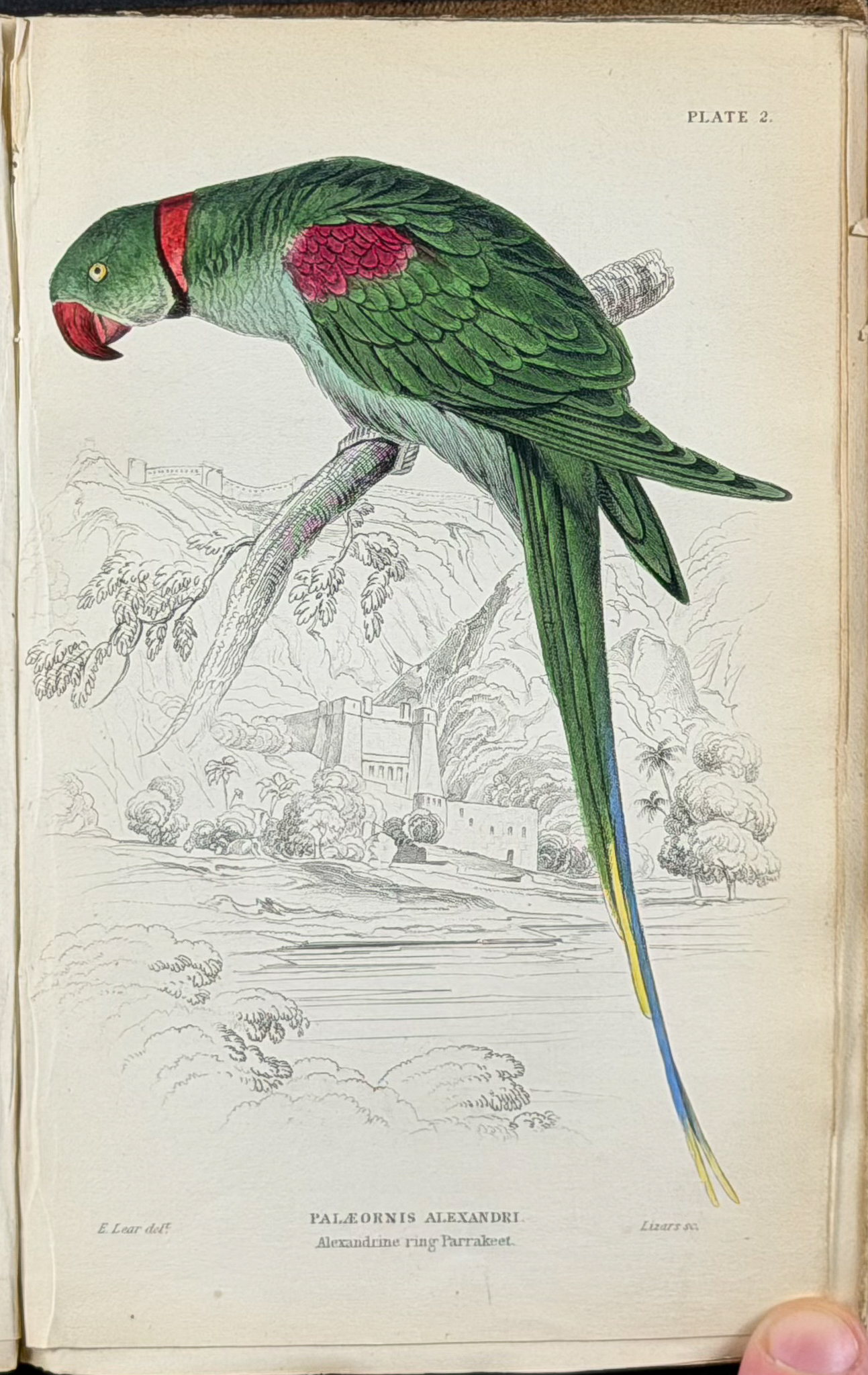 Jardine's The Naturalist's Library - Volume 6 with 30 Originally Hand-colored Engravings of Parrots, Cockatoos, & Macaws