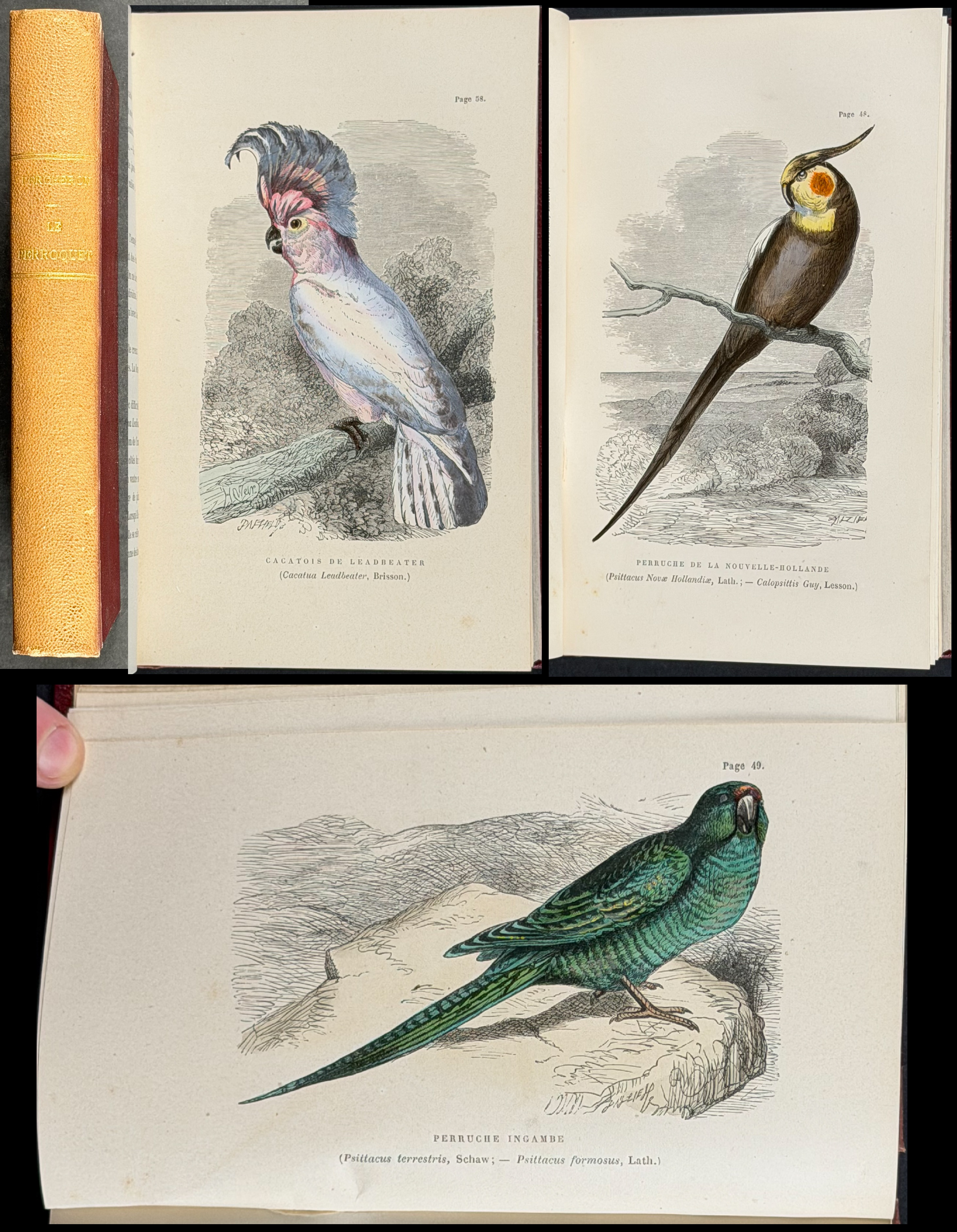 Percheron's Parrots - Volume with 20 Originally Hand-colored Engravings