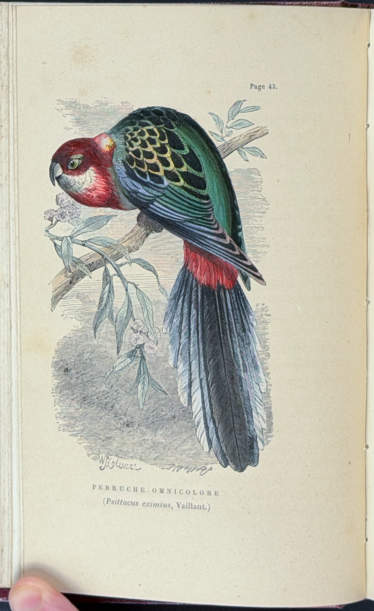 Percheron's Parrots - Volume with 20 Originally Hand-colored Engravings