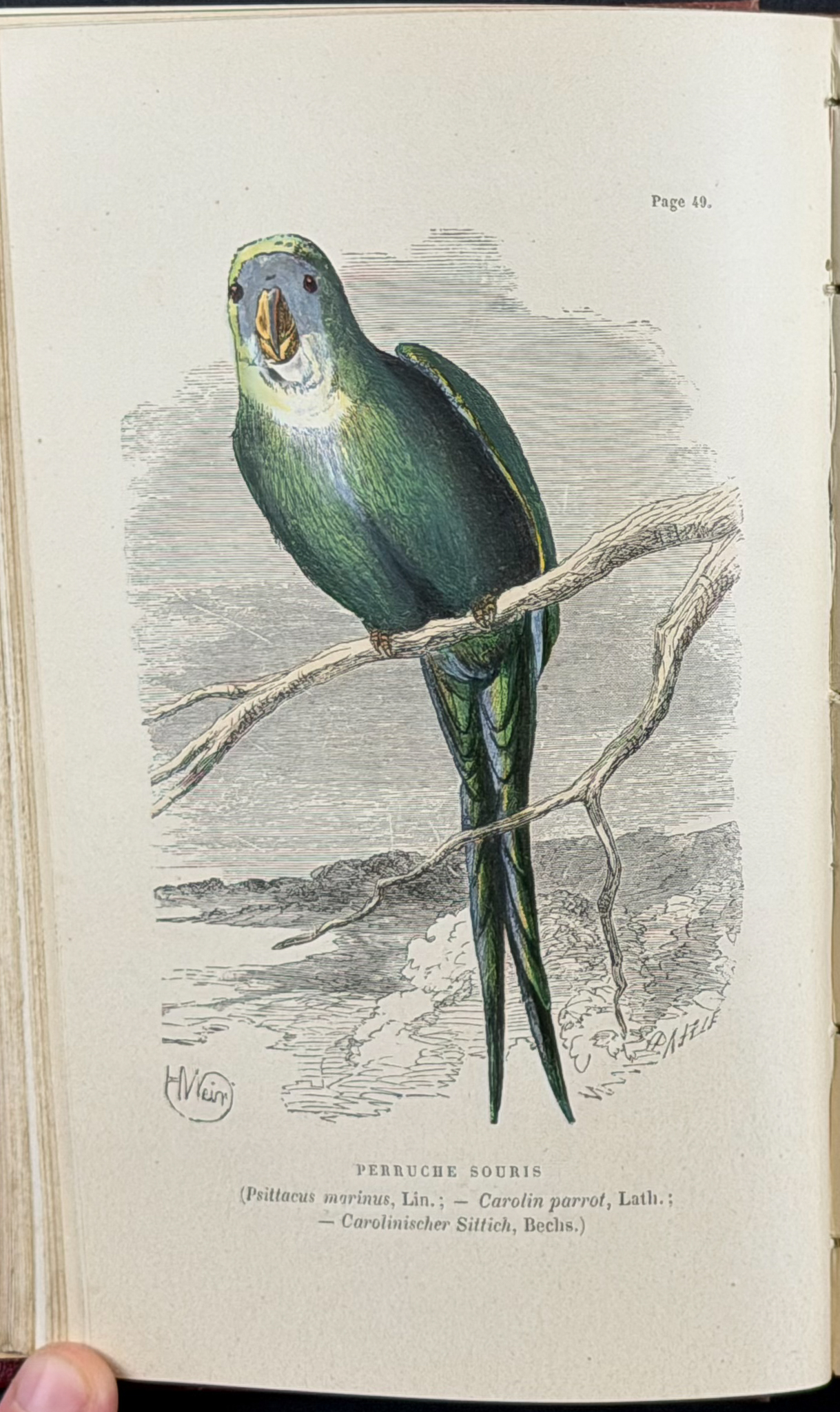 Percheron's Parrots - Volume with 20 Originally Hand-colored Engravings