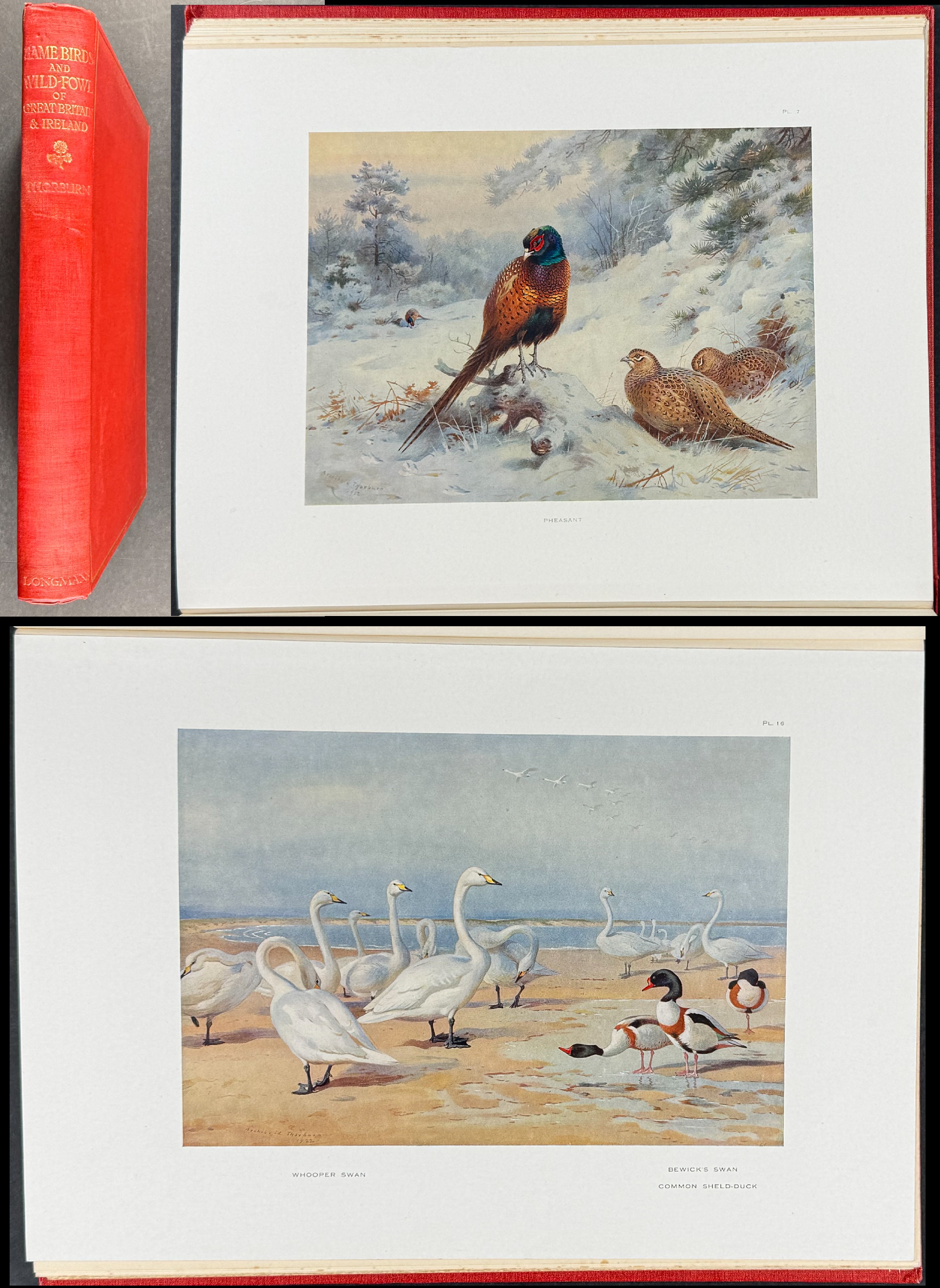Thorburn's Game Birds and Wild-Fowl of Great Britain and Ireland - Volume with 30 Bird Plates