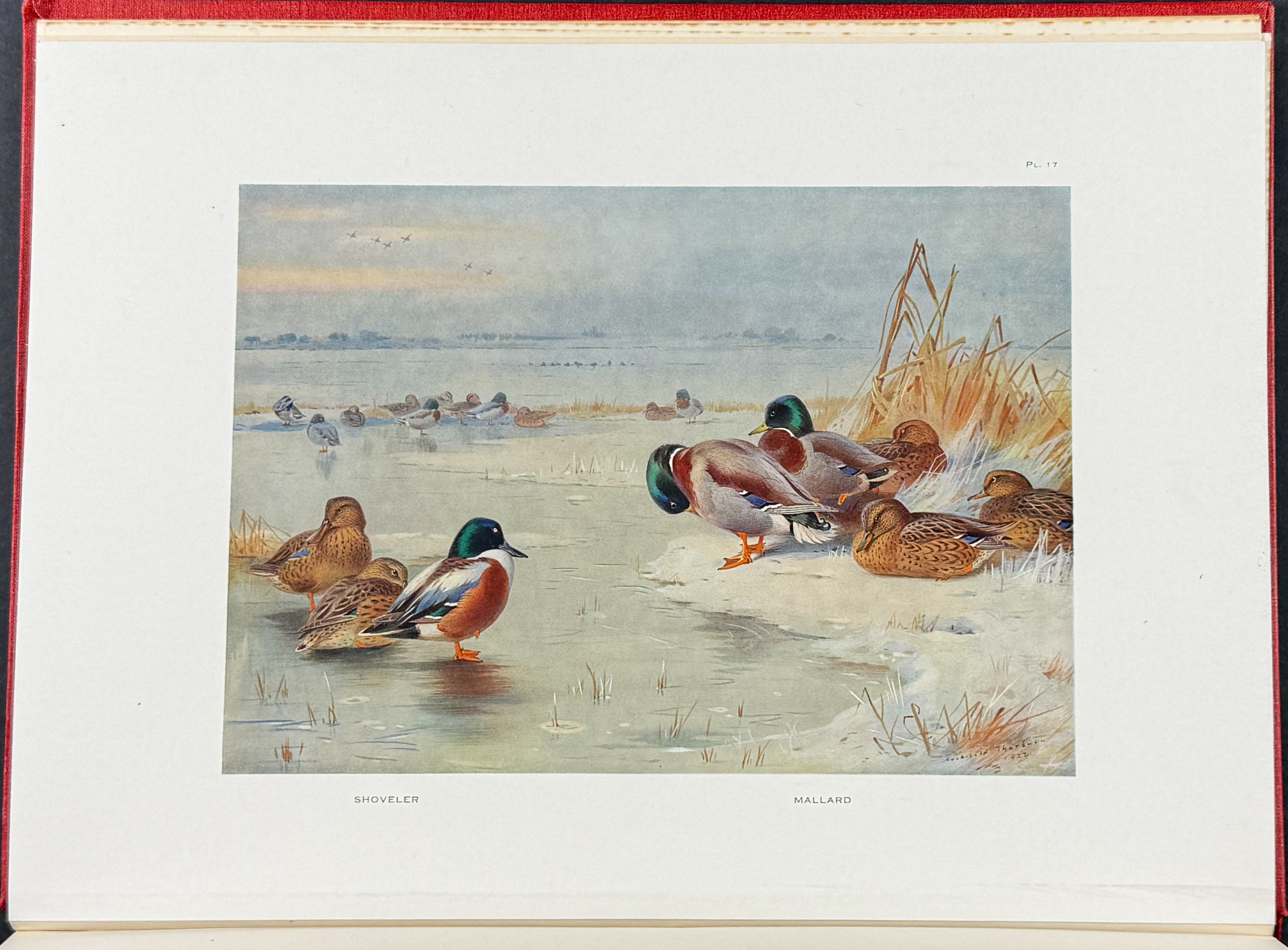 Thorburn's Game Birds and Wild-Fowl of Great Britain and Ireland - Volume with 30 Bird Plates