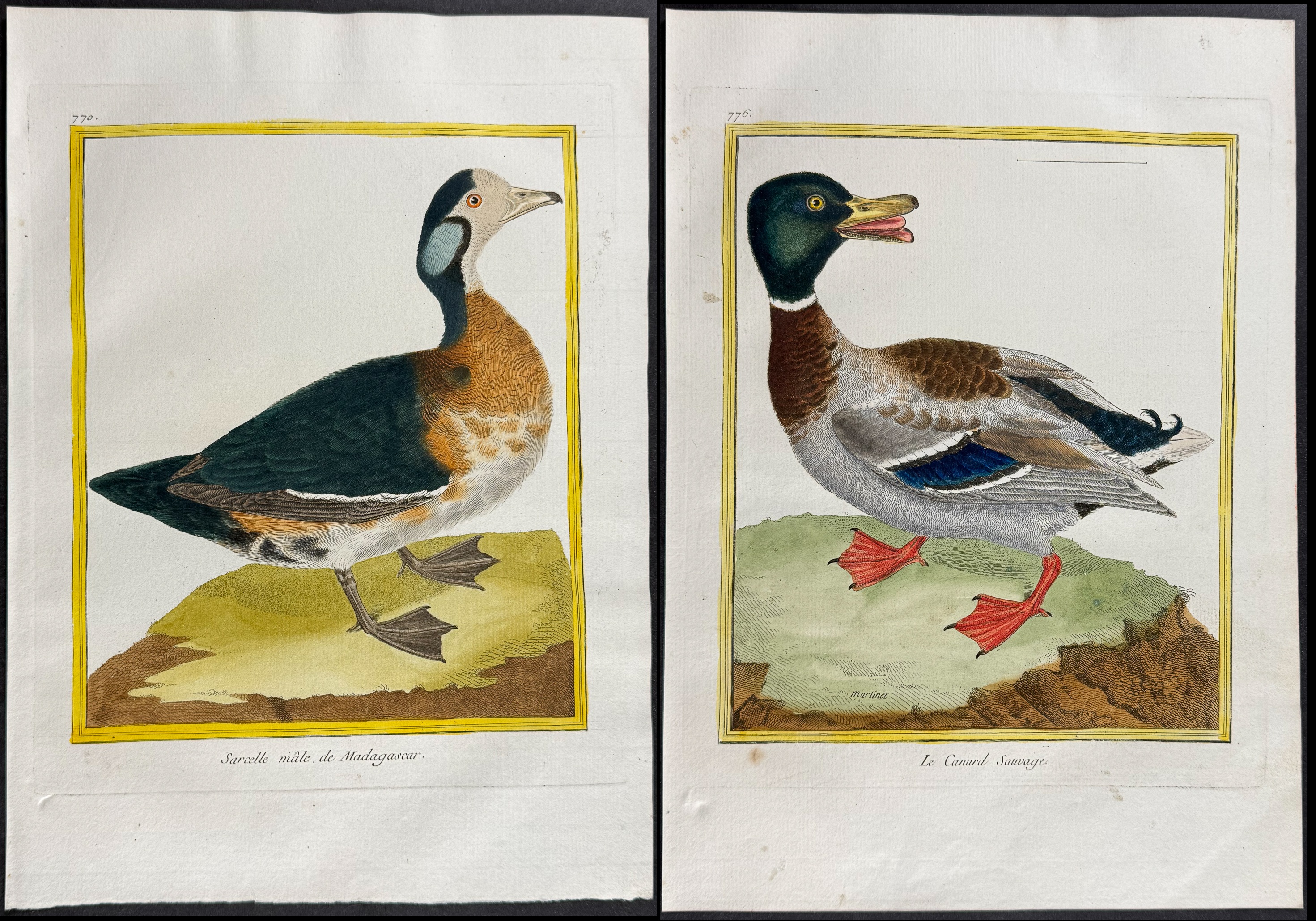 Martinet & Buffon - 5 Duck Engravings