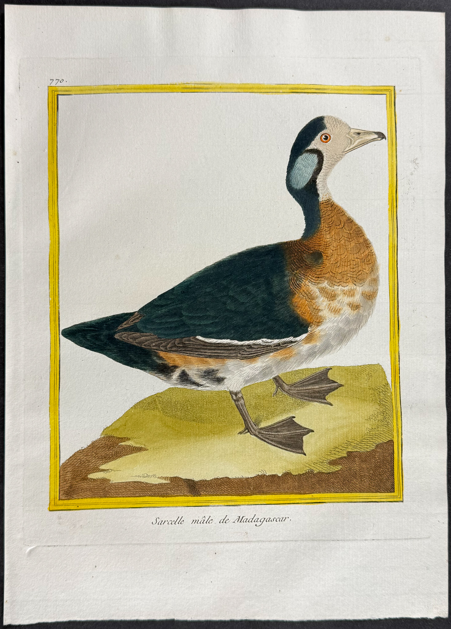 Martinet & Buffon - 5 Duck Engravings