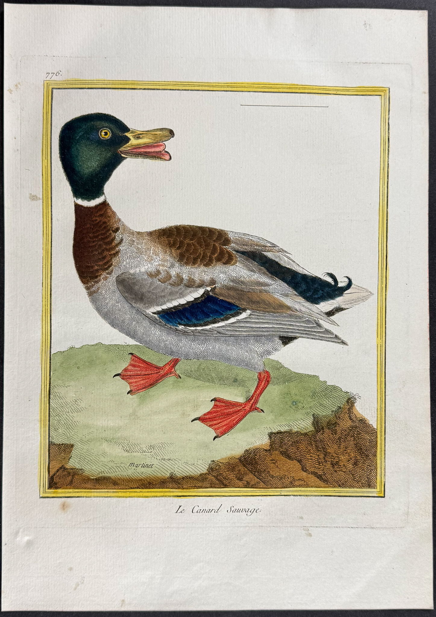 Martinet & Buffon - 5 Duck Engravings