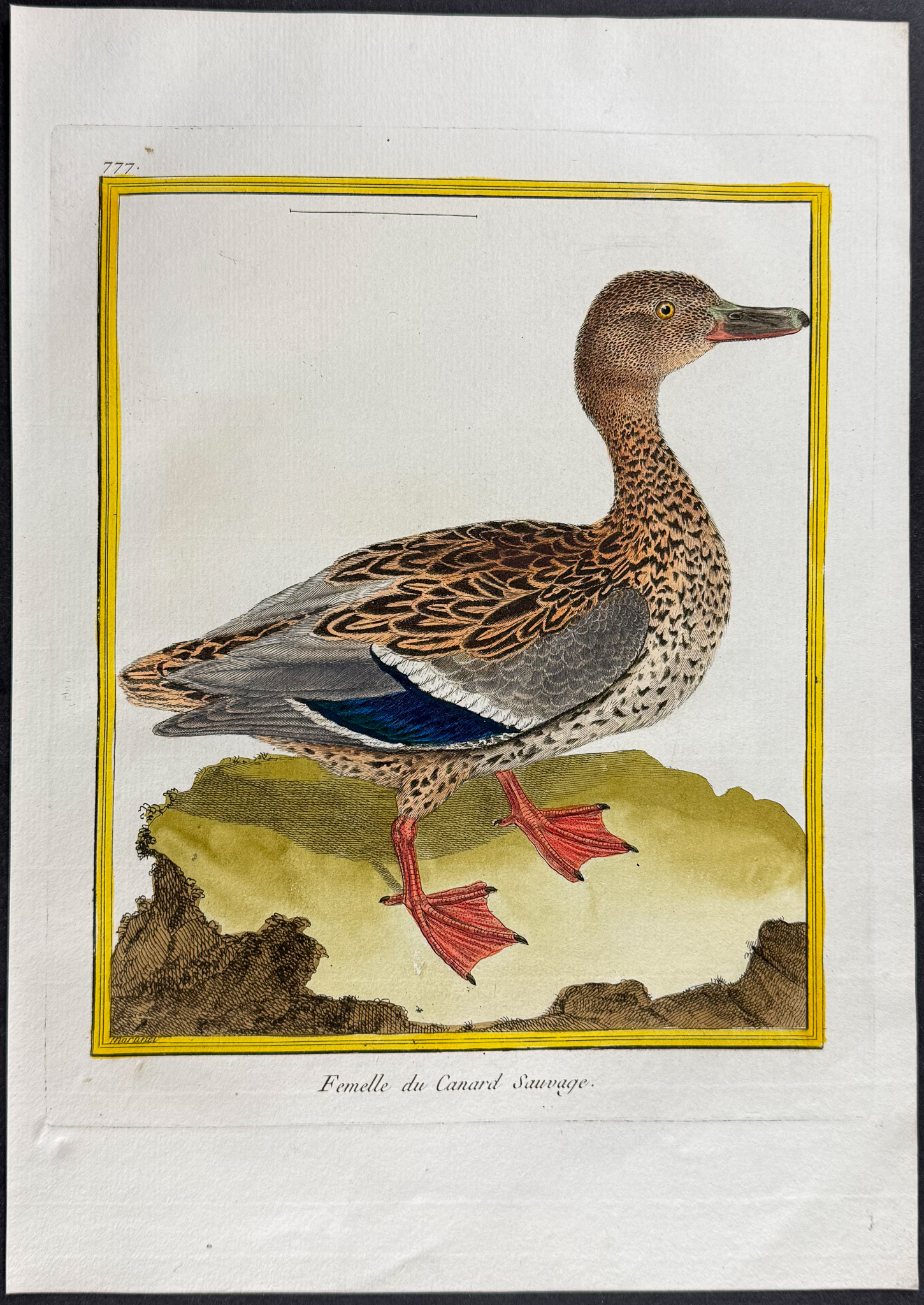 Martinet & Buffon - 5 Duck Engravings