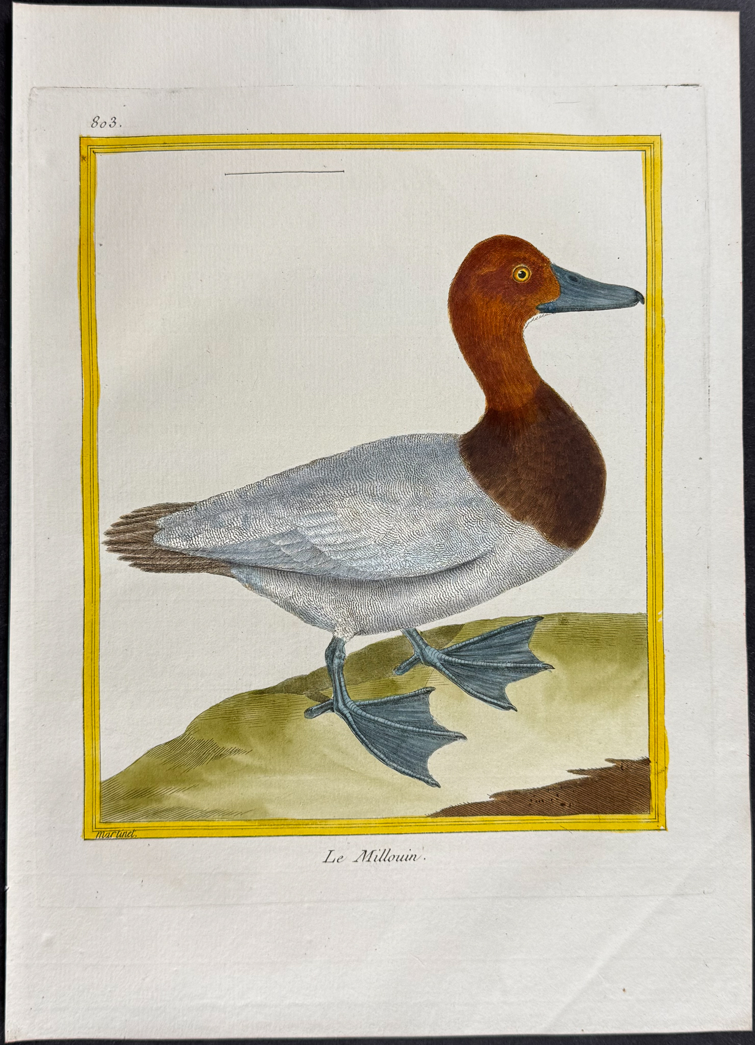 Martinet & Buffon - 5 Duck Engravings