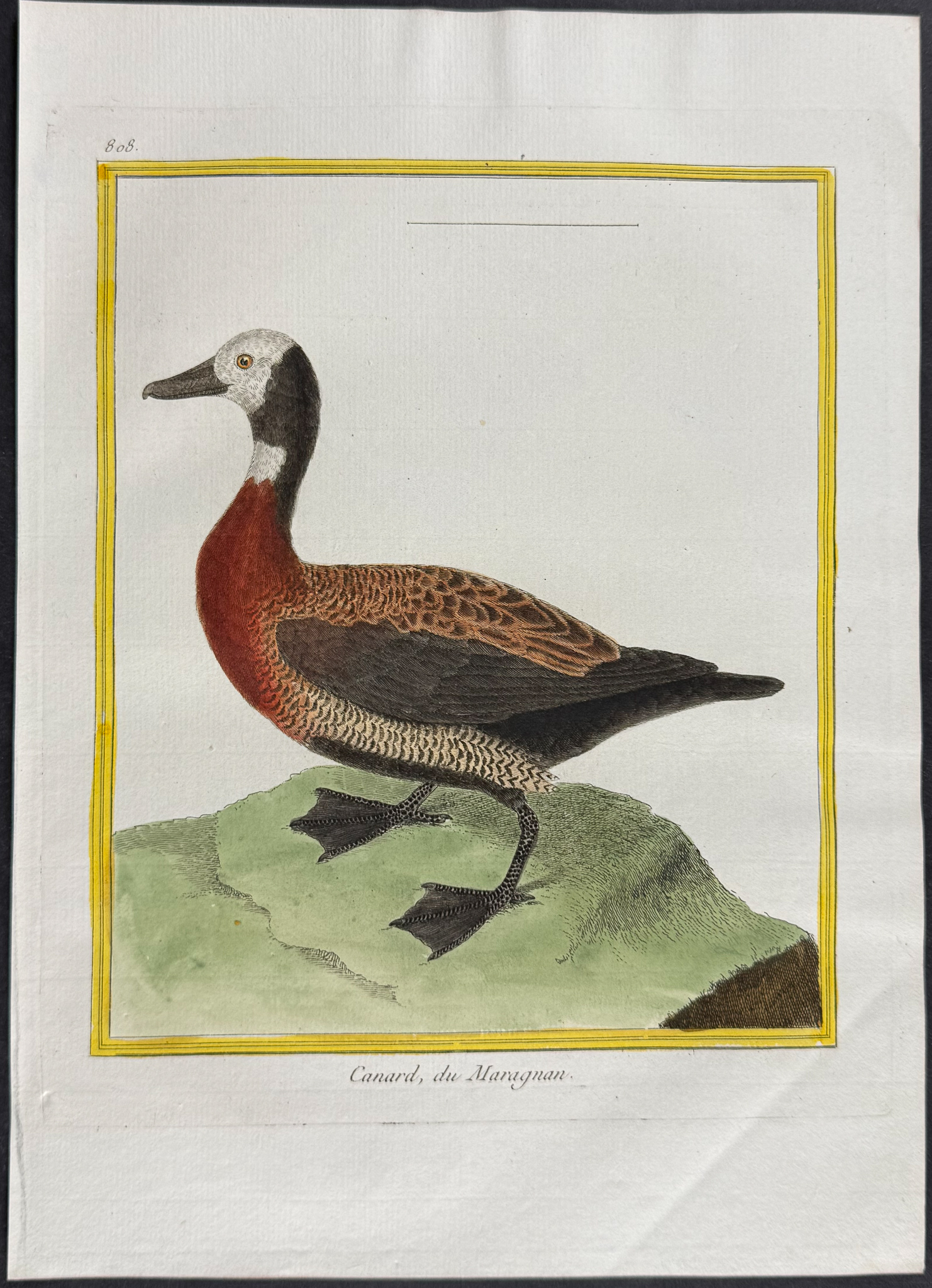 Martinet & Buffon - 5 Duck Engravings