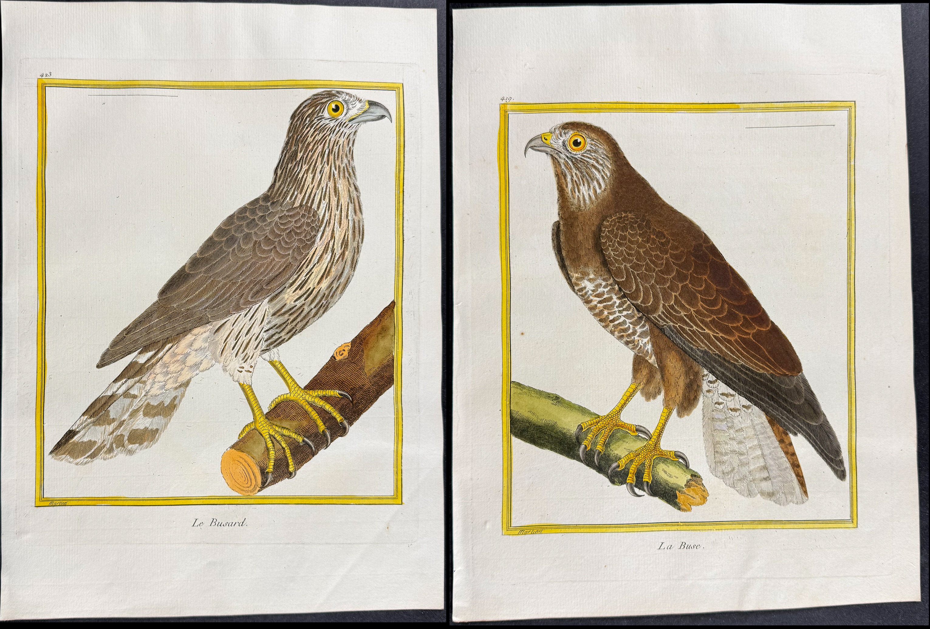 Martinet & Buffon - 6 Bird of Prey Engraving