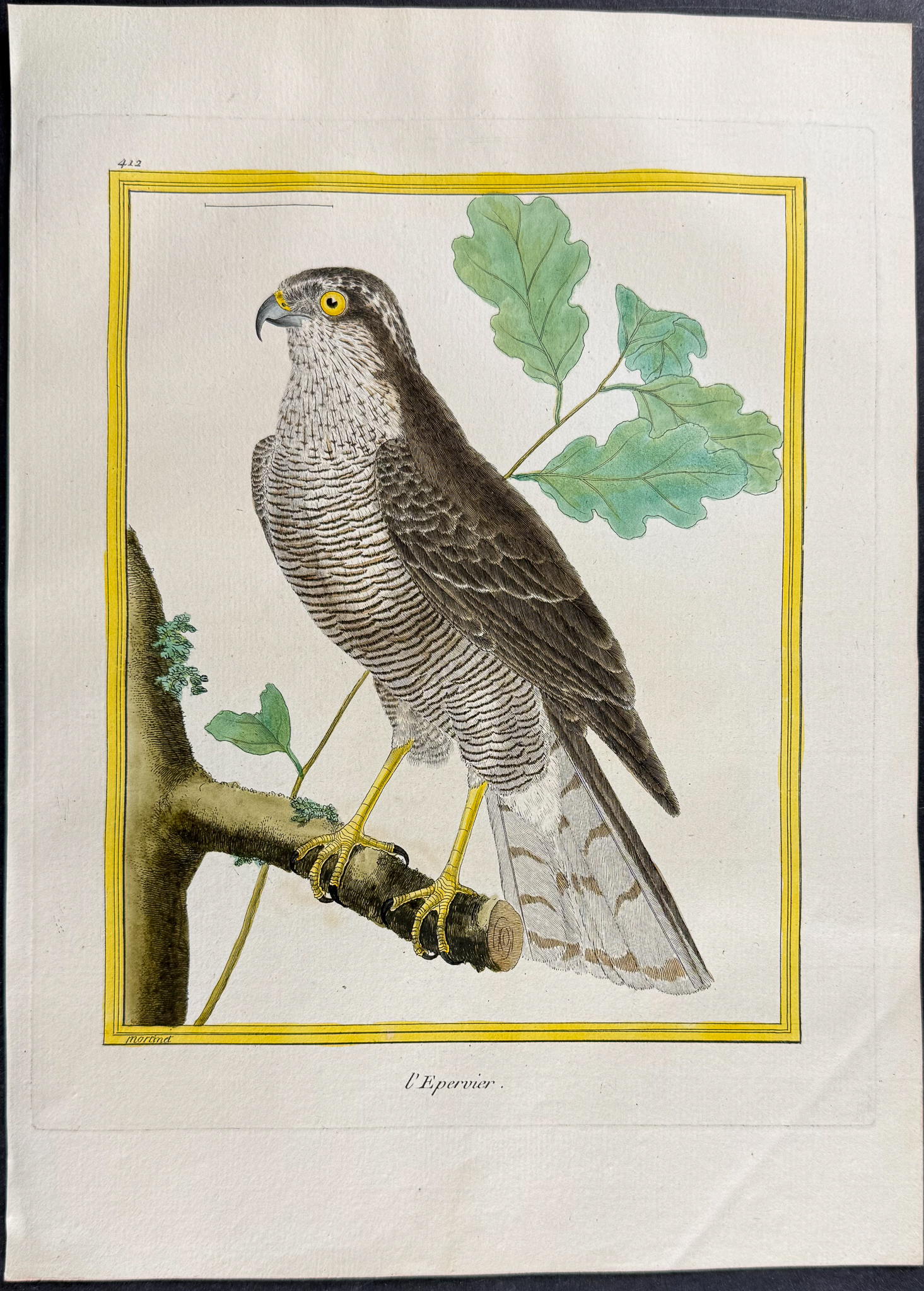 Martinet & Buffon - 6 Bird of Prey Engraving