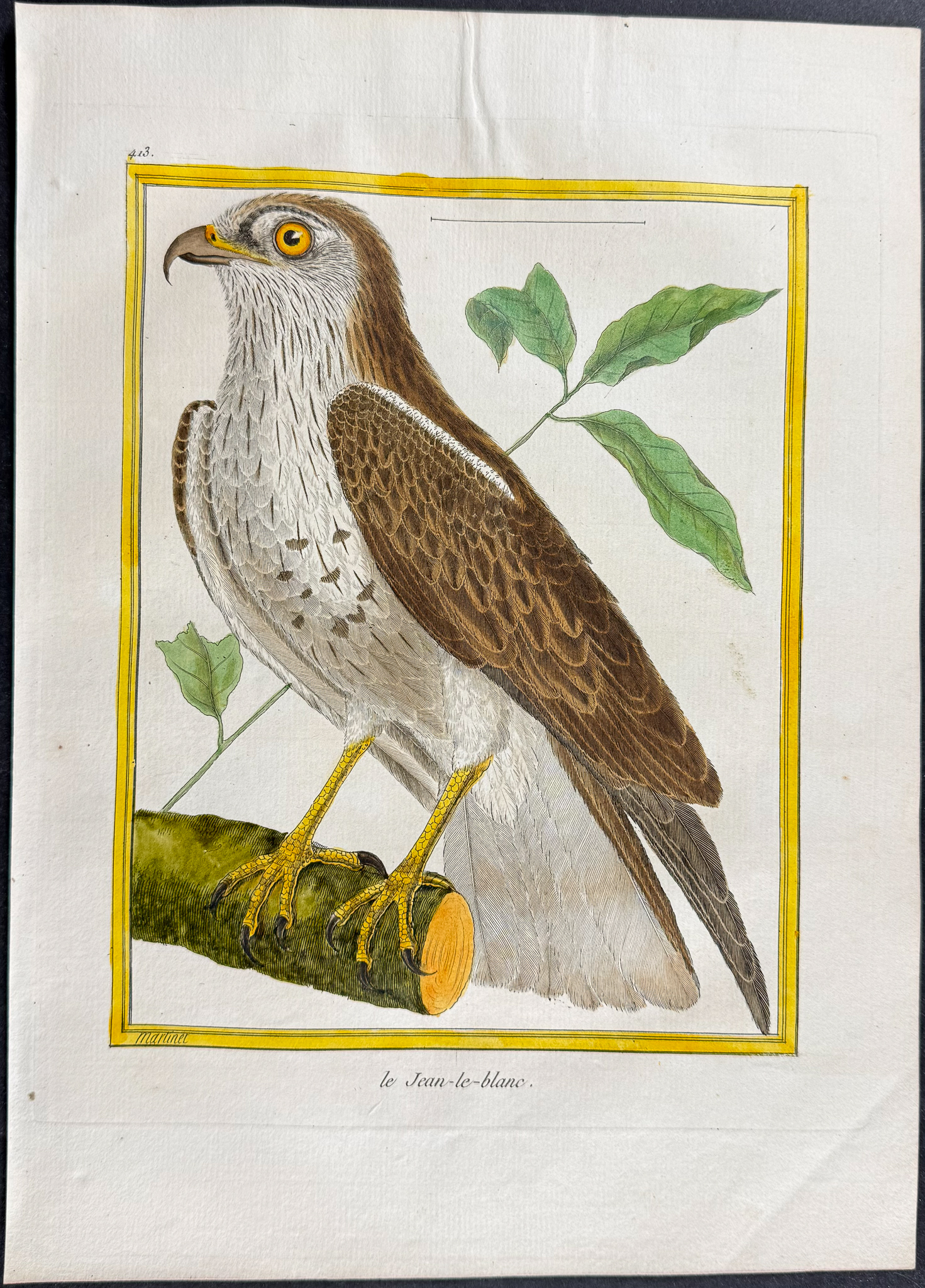 Martinet & Buffon - 6 Bird of Prey Engraving