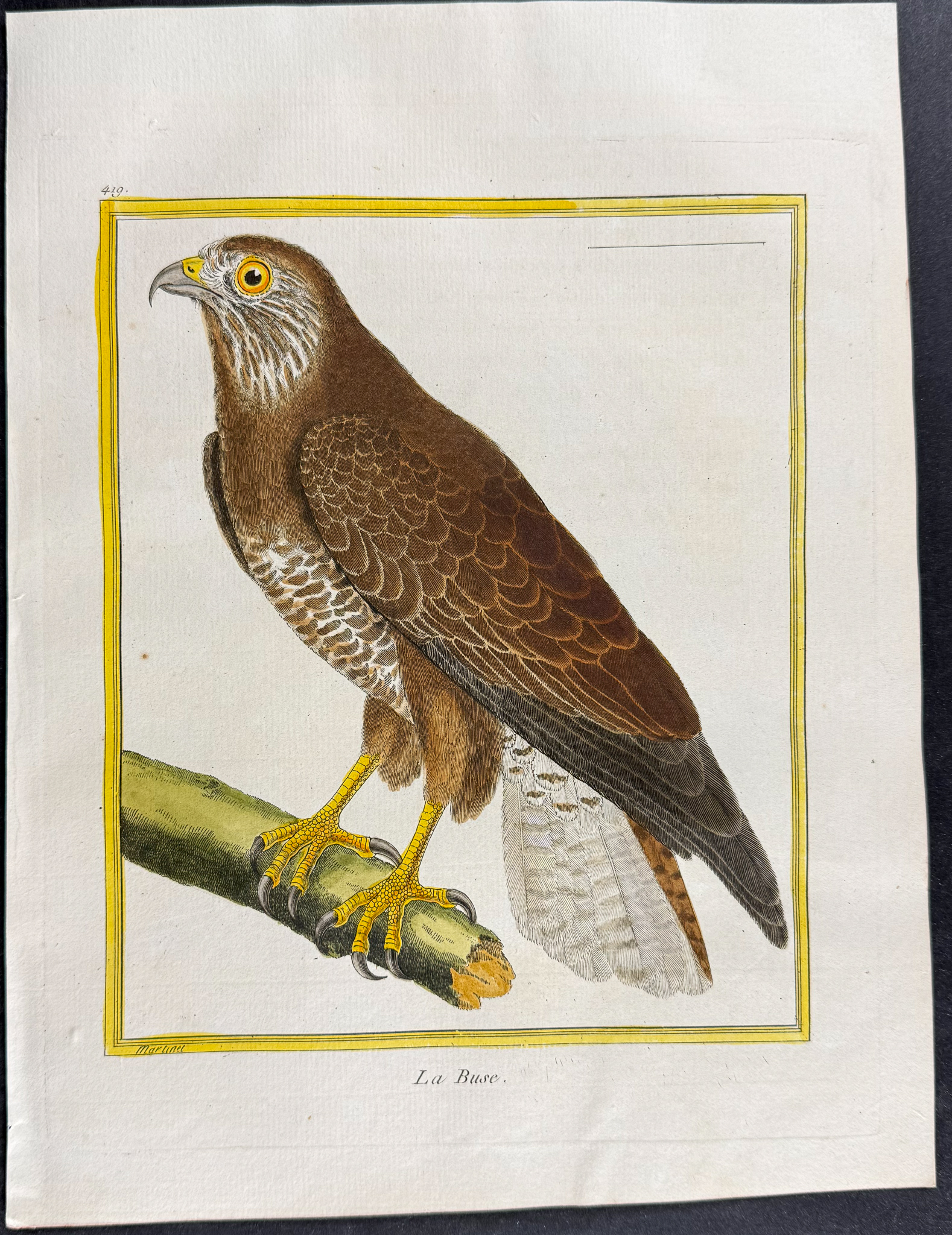 Martinet & Buffon - 6 Bird of Prey Engraving