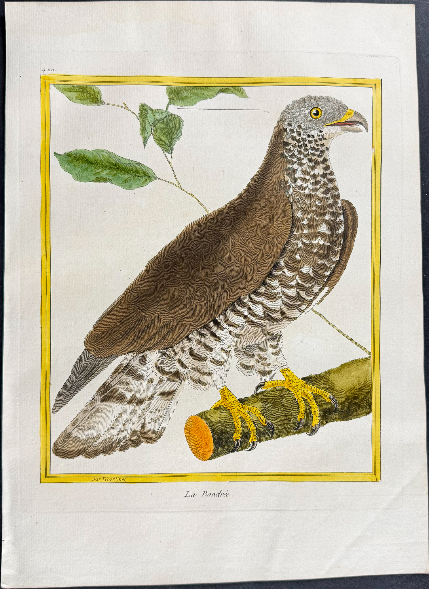 Martinet & Buffon - 6 Bird of Prey Engraving