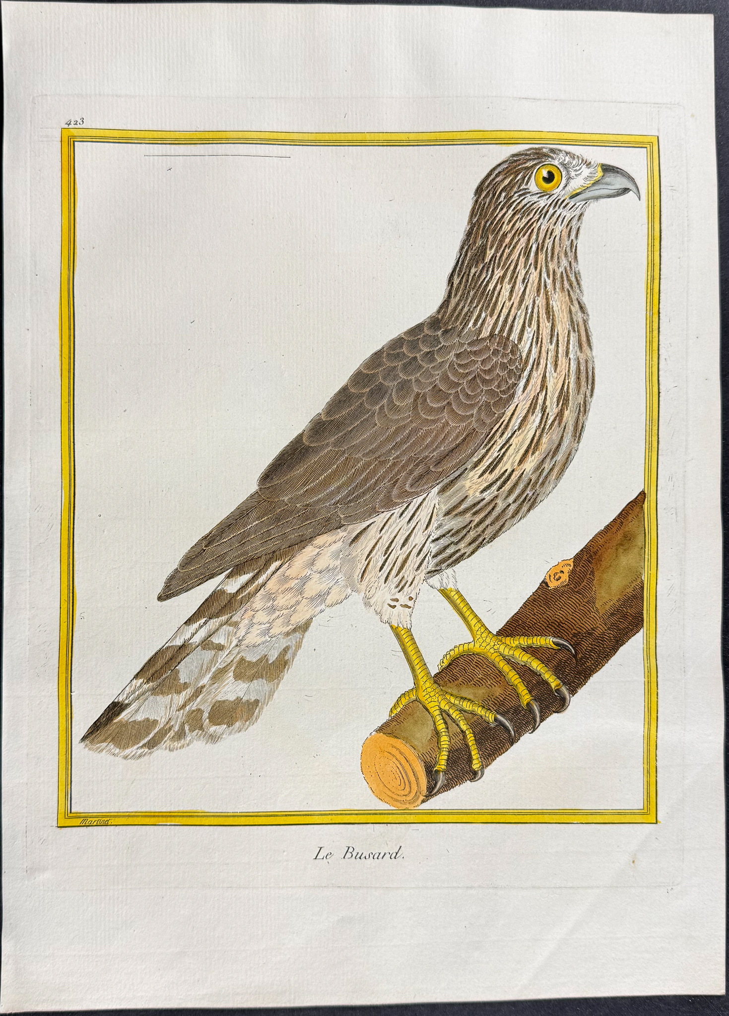 Martinet & Buffon - 6 Bird of Prey Engraving