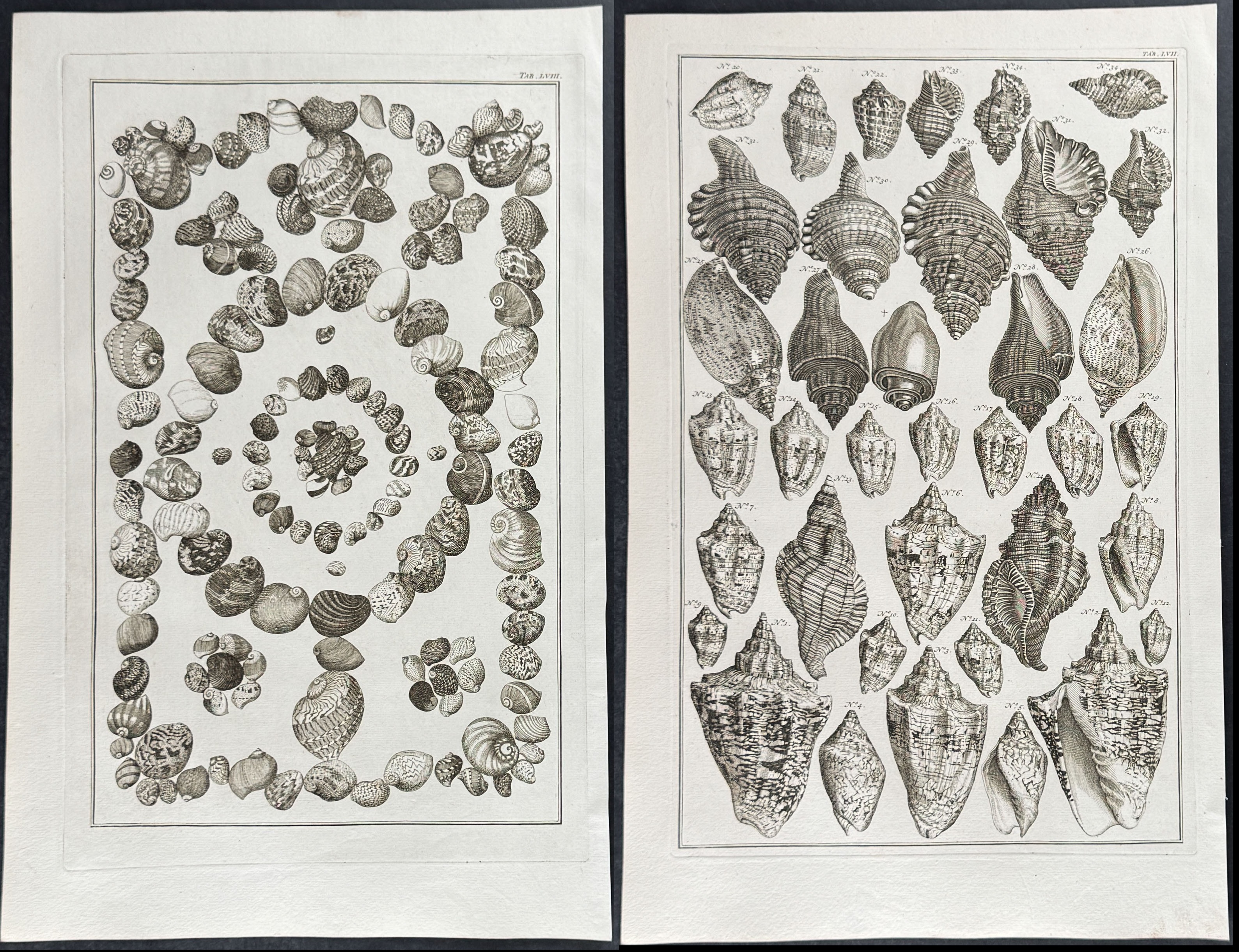 Seba - 6 Shell Engravings