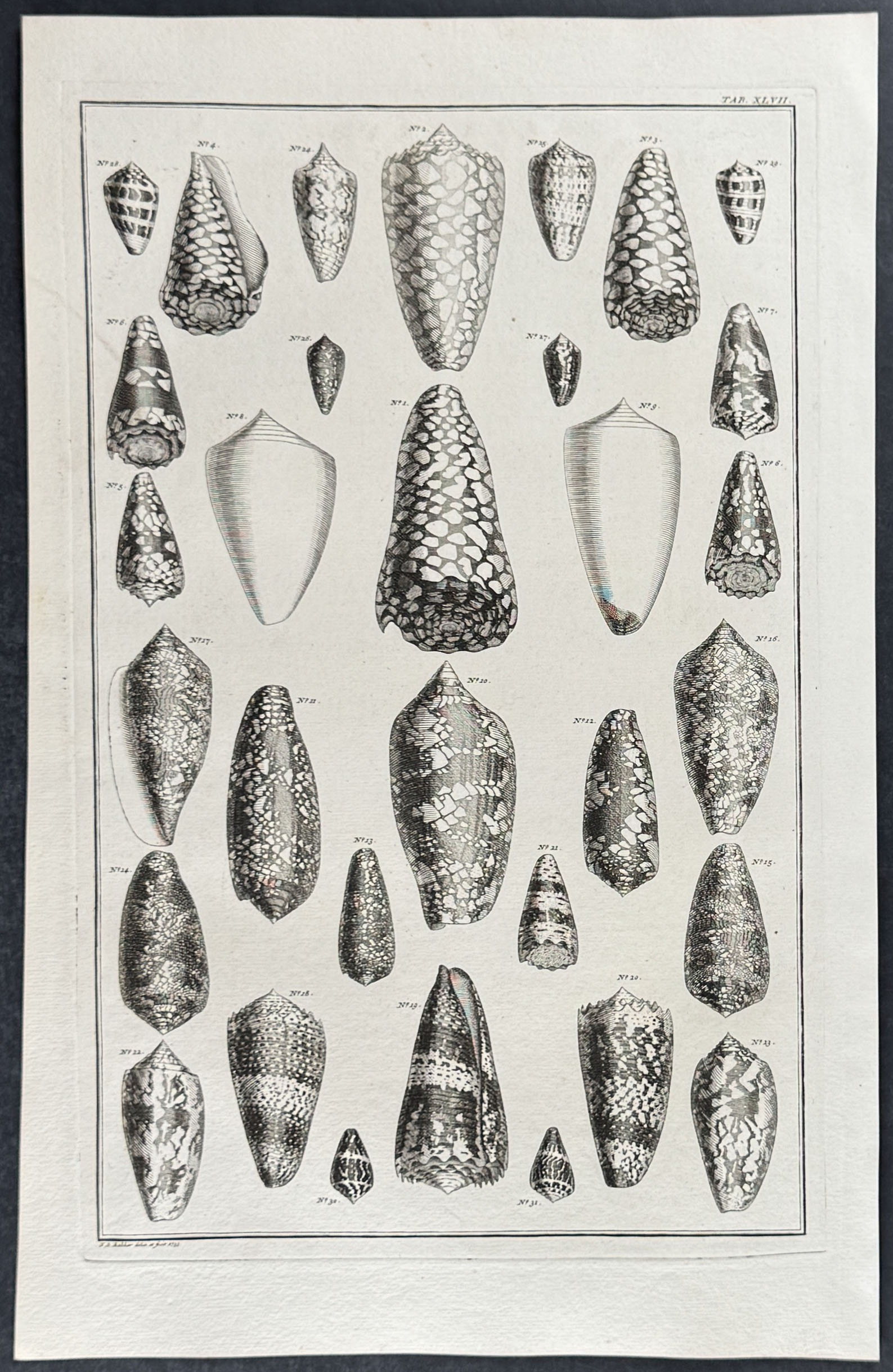 Seba - 6 Shell Engravings