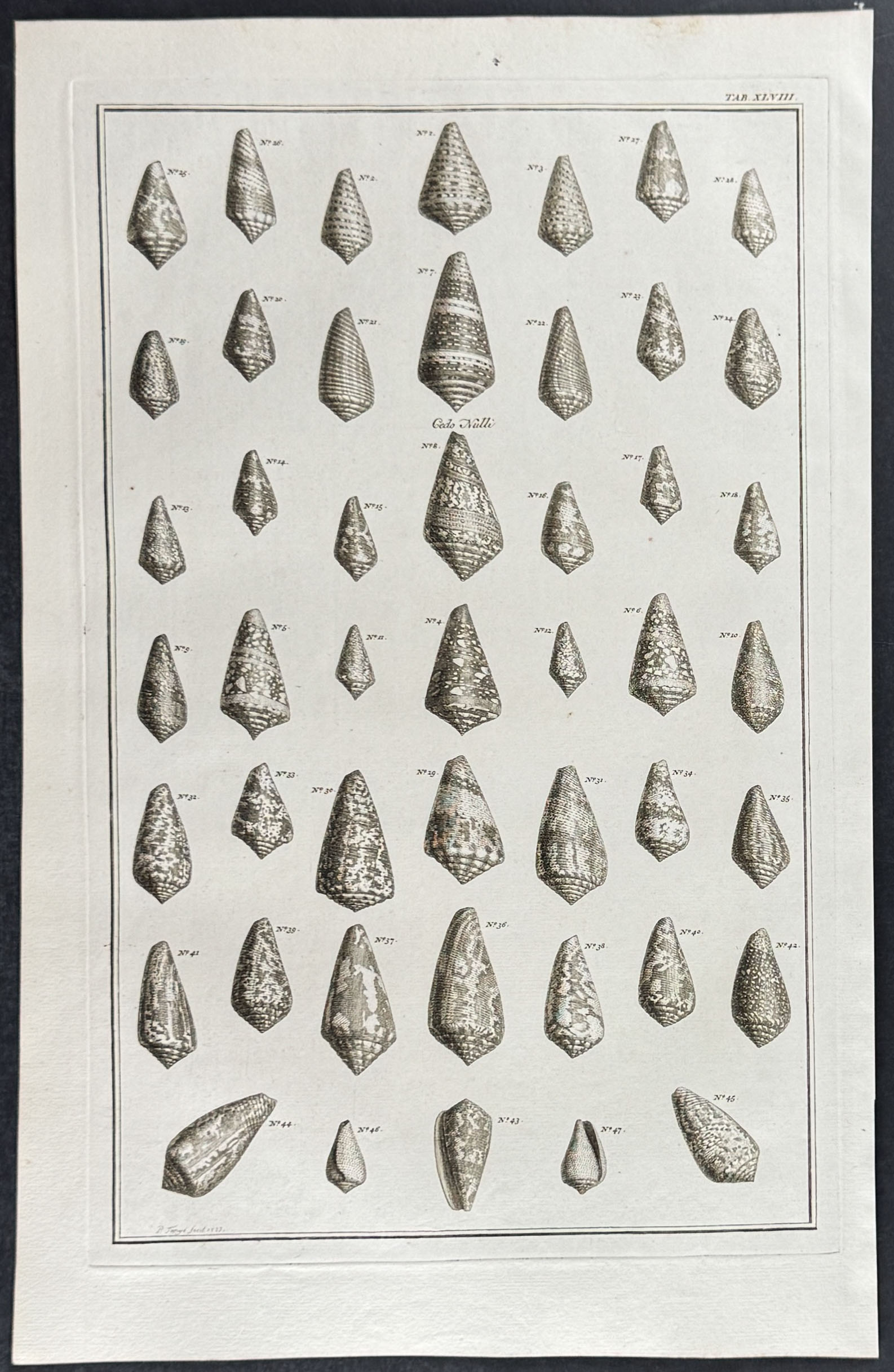Seba - 6 Shell Engravings