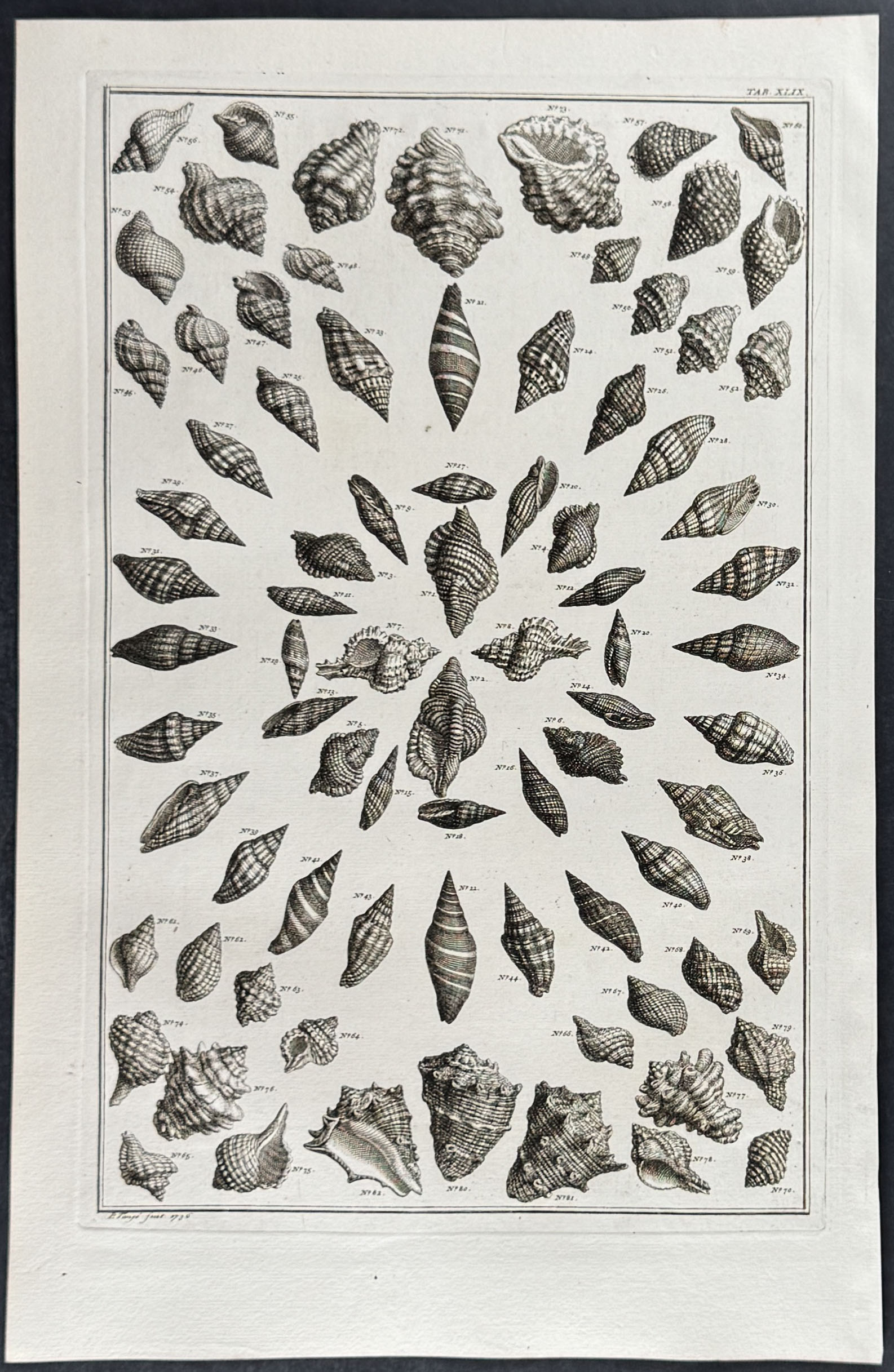 Seba - 6 Shell Engravings