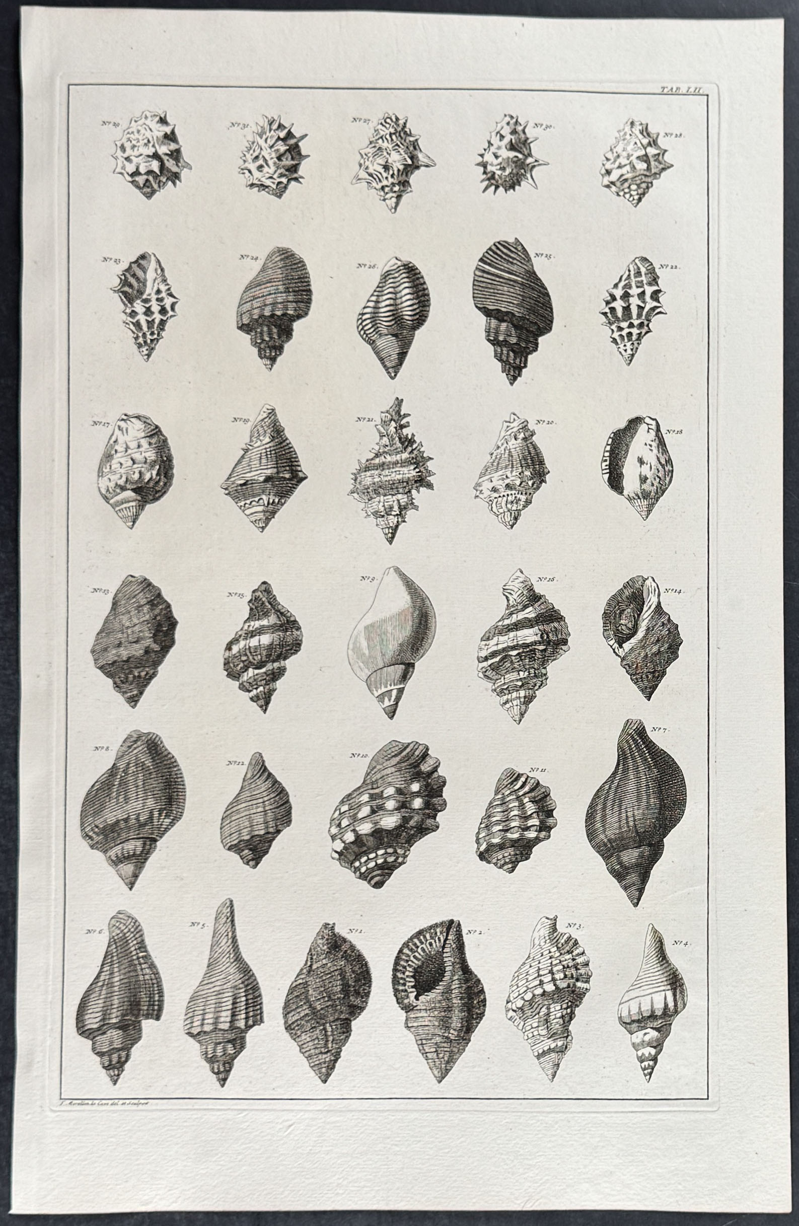 Seba - 6 Shell Engravings