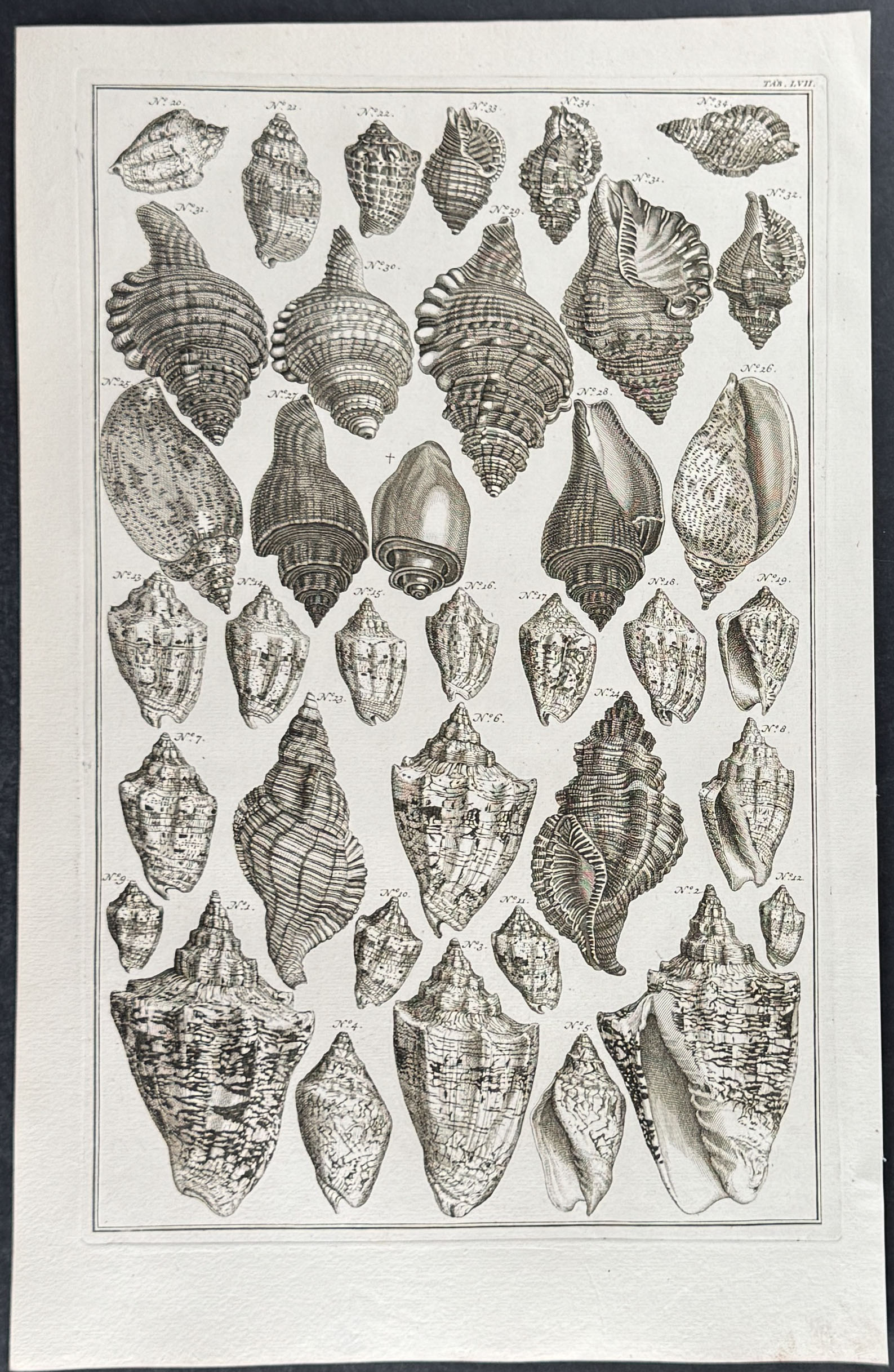 Seba - 6 Shell Engravings