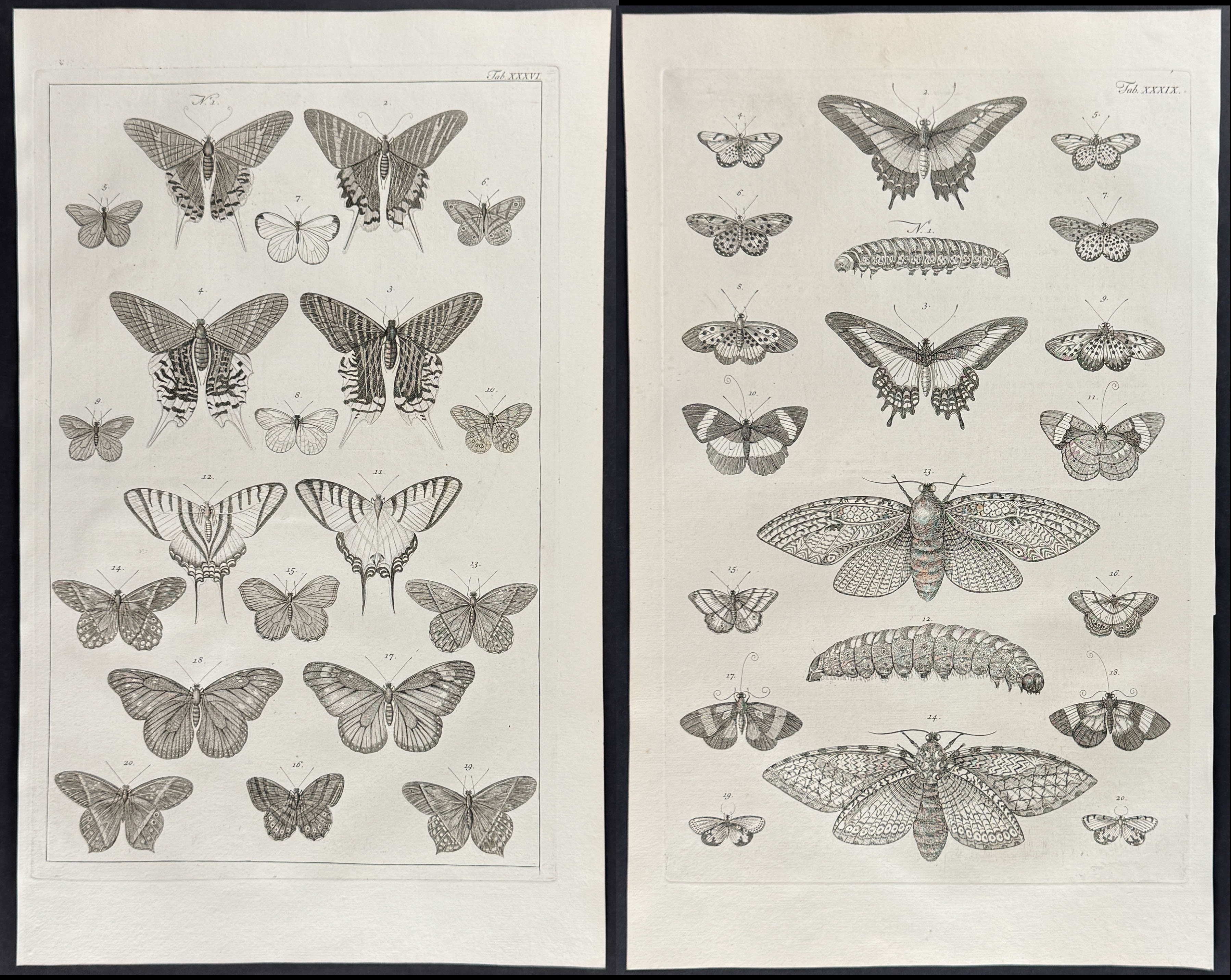 Seba - 4 Butterfly & Moth Engravings