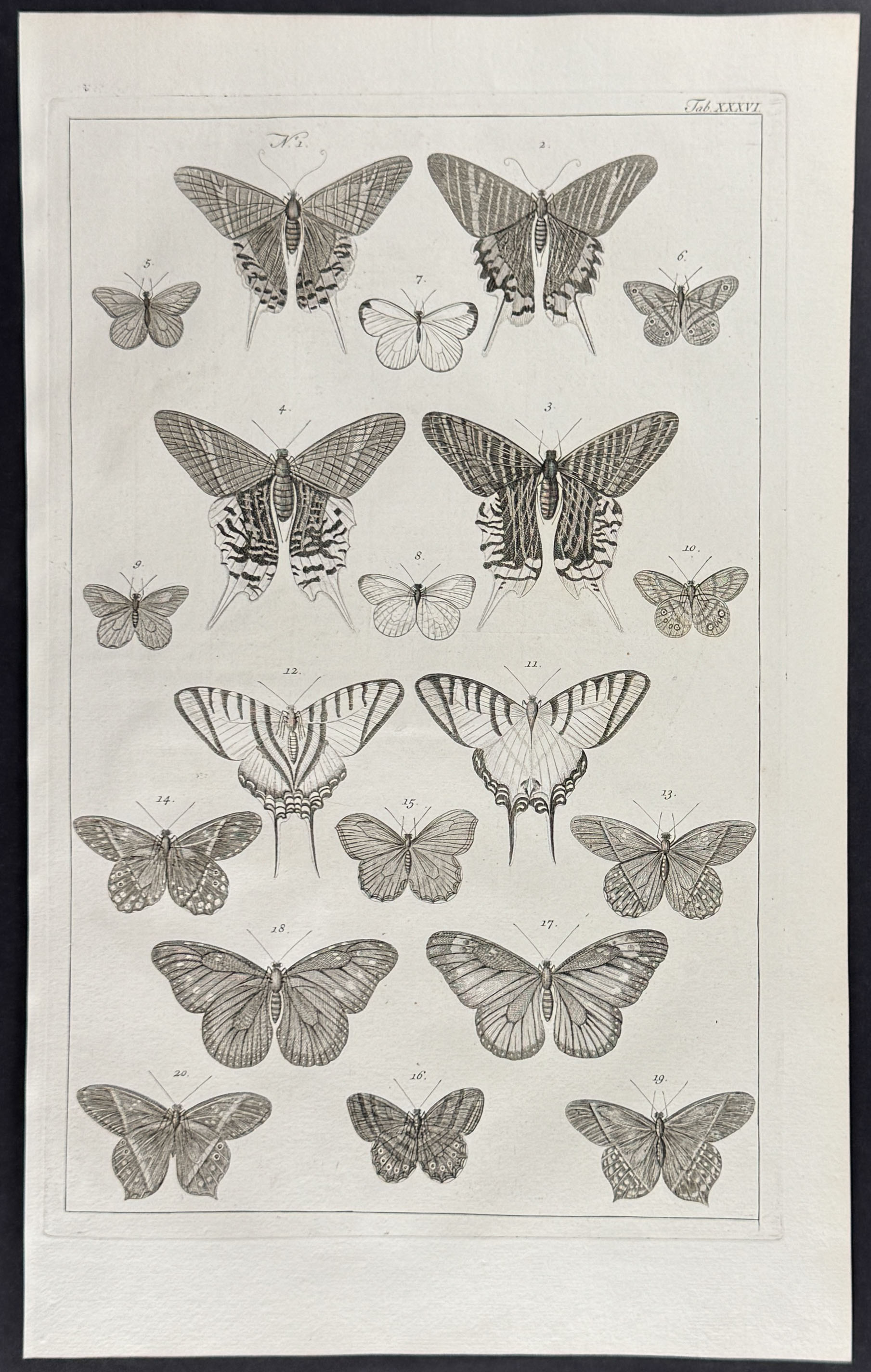 Seba - 4 Butterfly & Moth Engravings