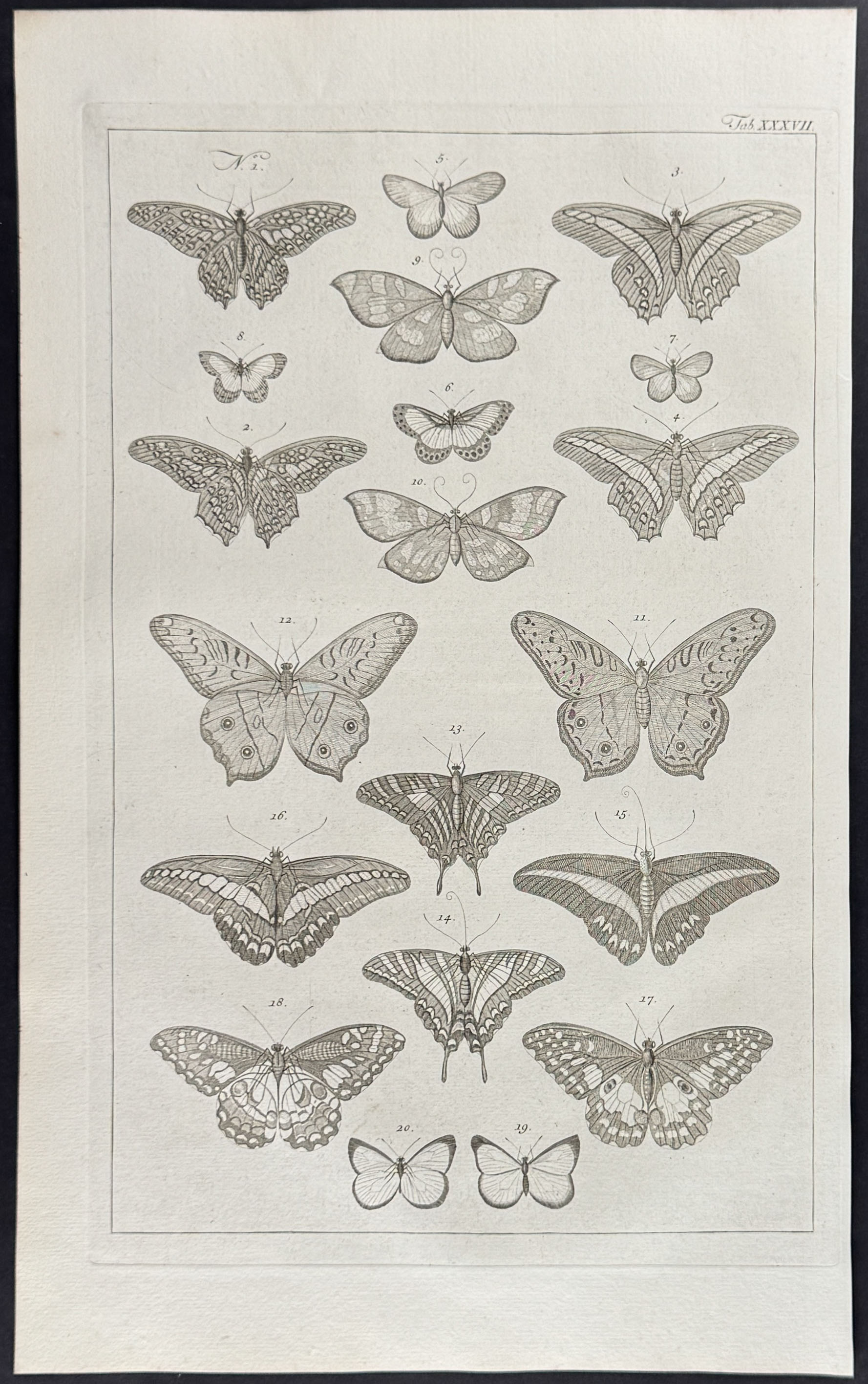Seba - 4 Butterfly & Moth Engravings