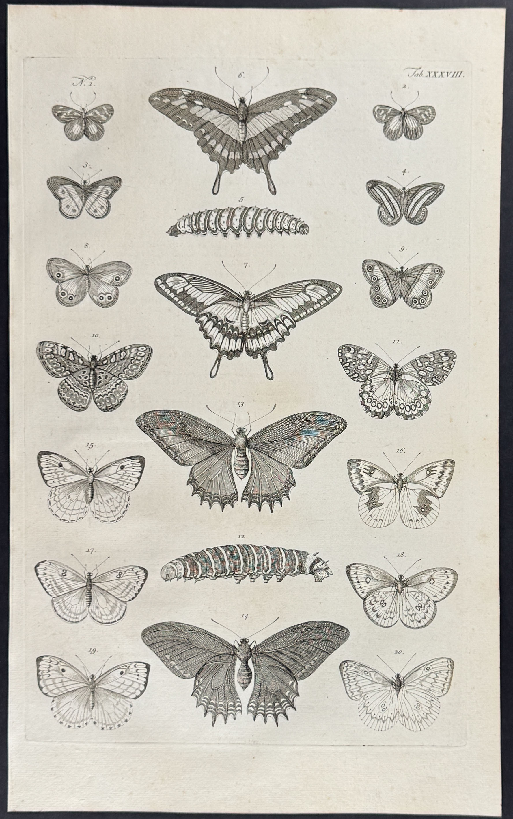 Seba - 4 Butterfly & Moth Engravings