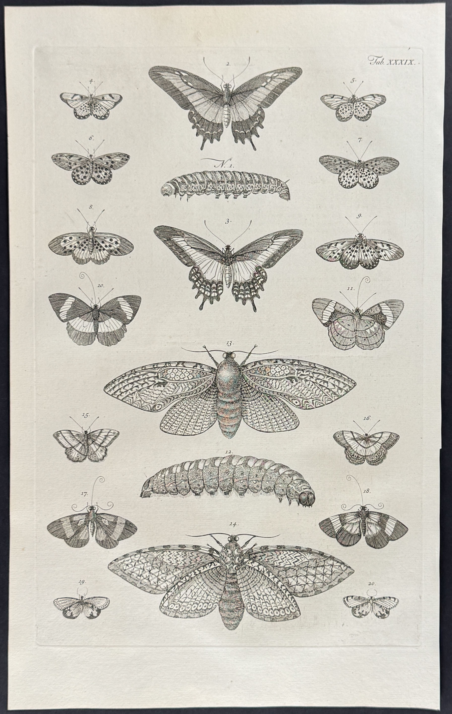 Seba - 4 Butterfly & Moth Engravings