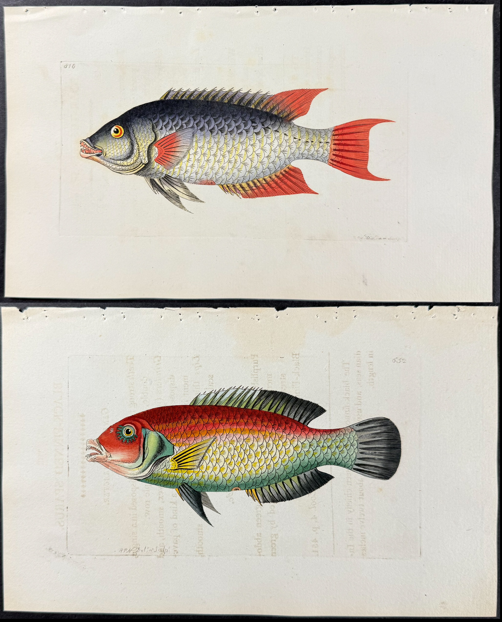 Shaw & Nodder - 6 Fish or Sea Life Engravings