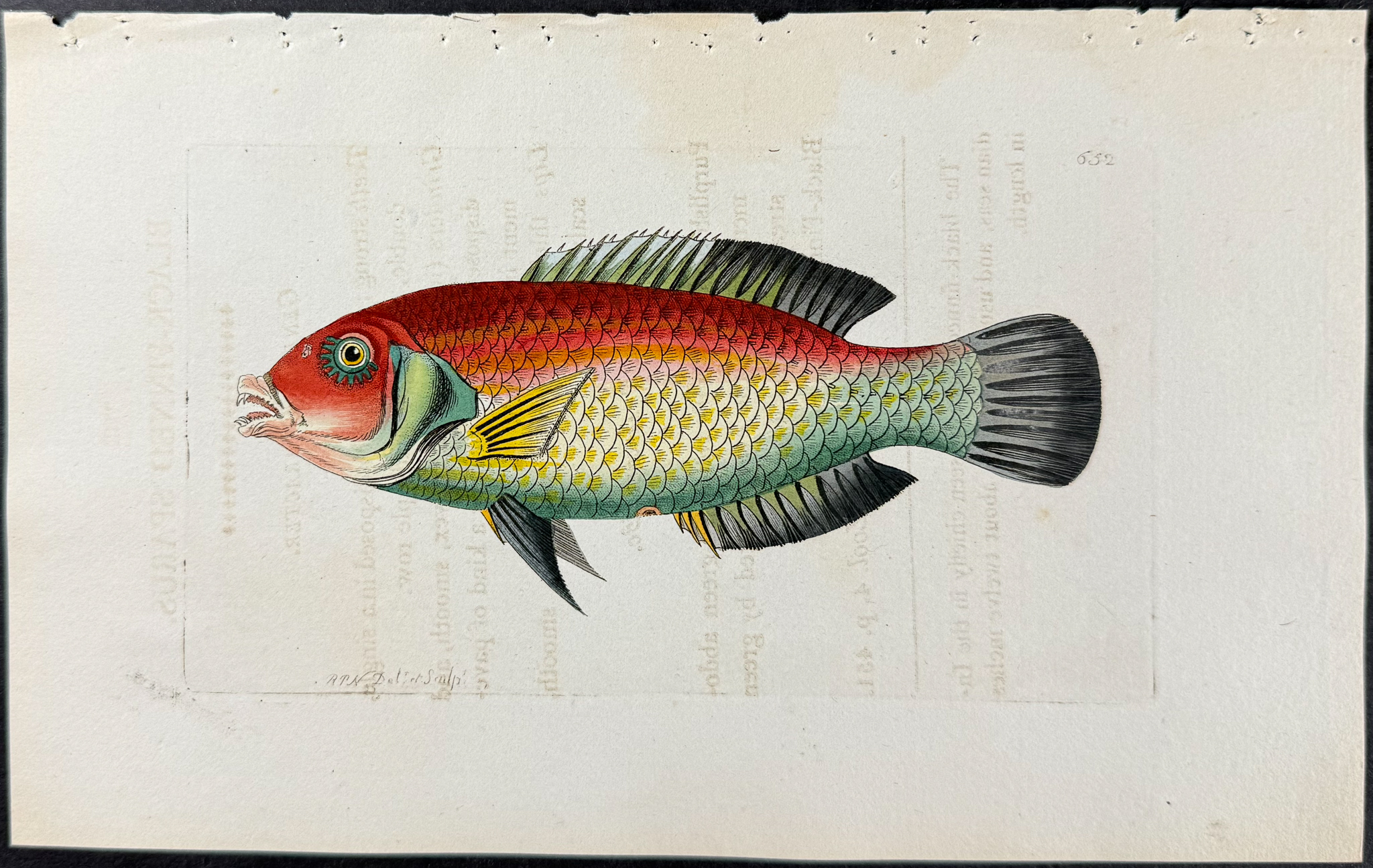 Shaw & Nodder - 6 Fish or Sea Life Engravings