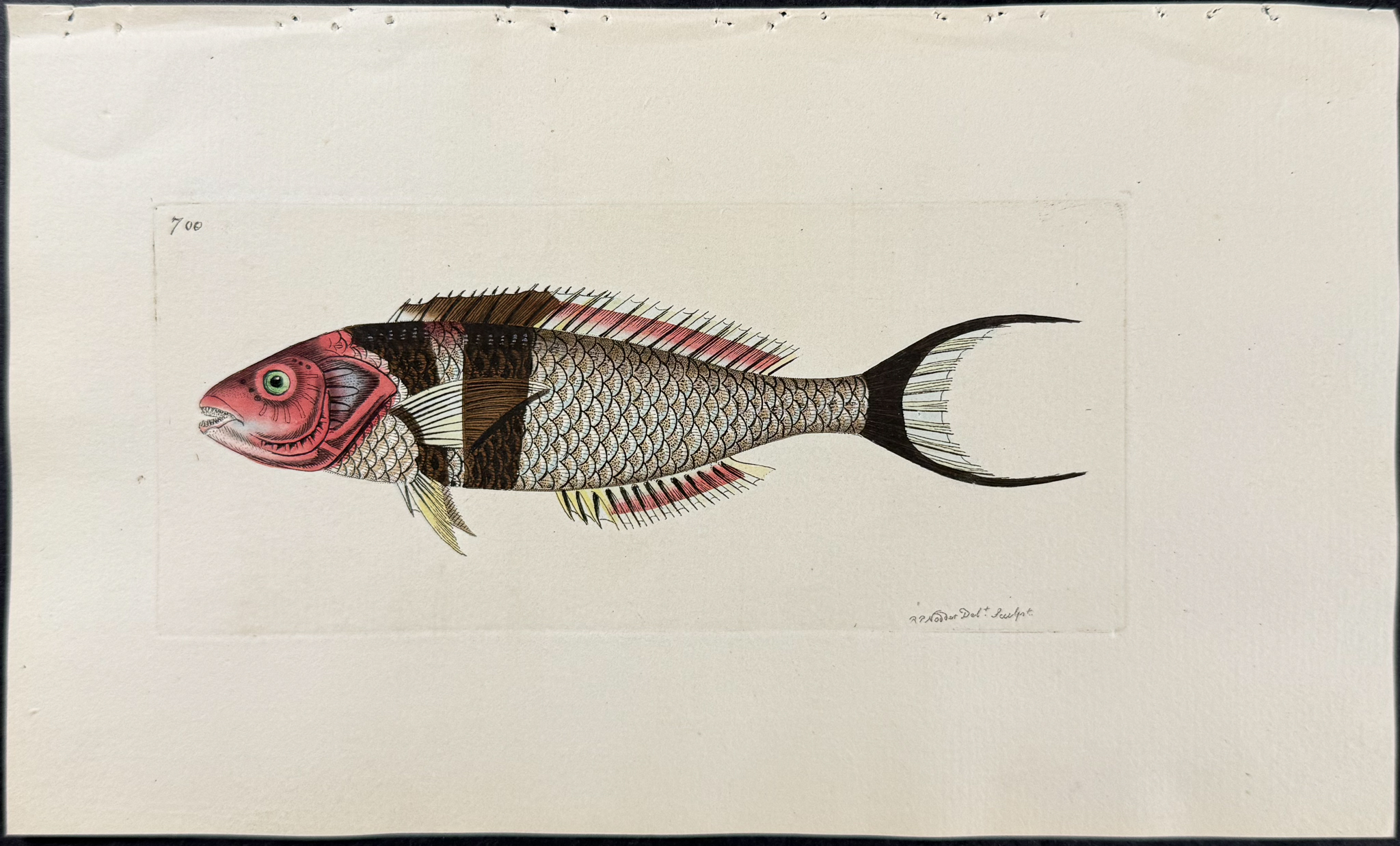 Shaw & Nodder - 6 Fish or Sea Life Engravings