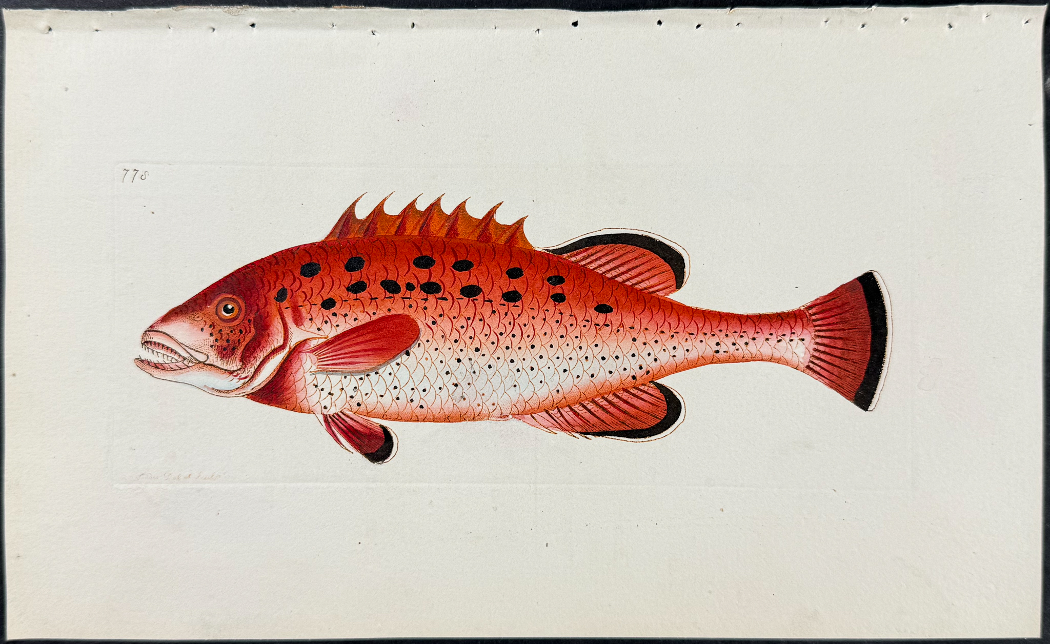 Shaw & Nodder - 6 Fish or Sea Life Engravings